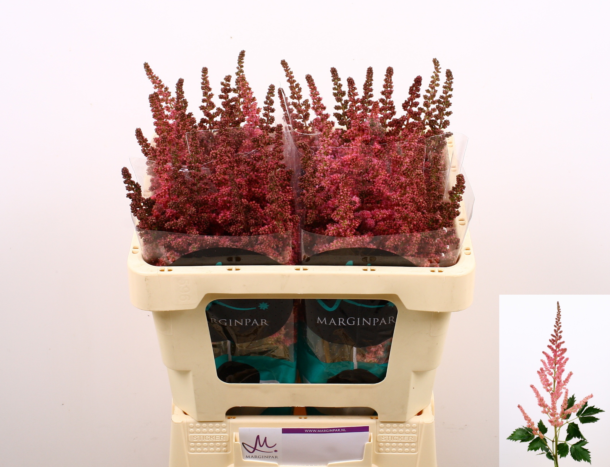 Astilbe Vision Pink 50cm