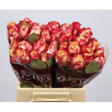 Rosa Chapeau 40cm