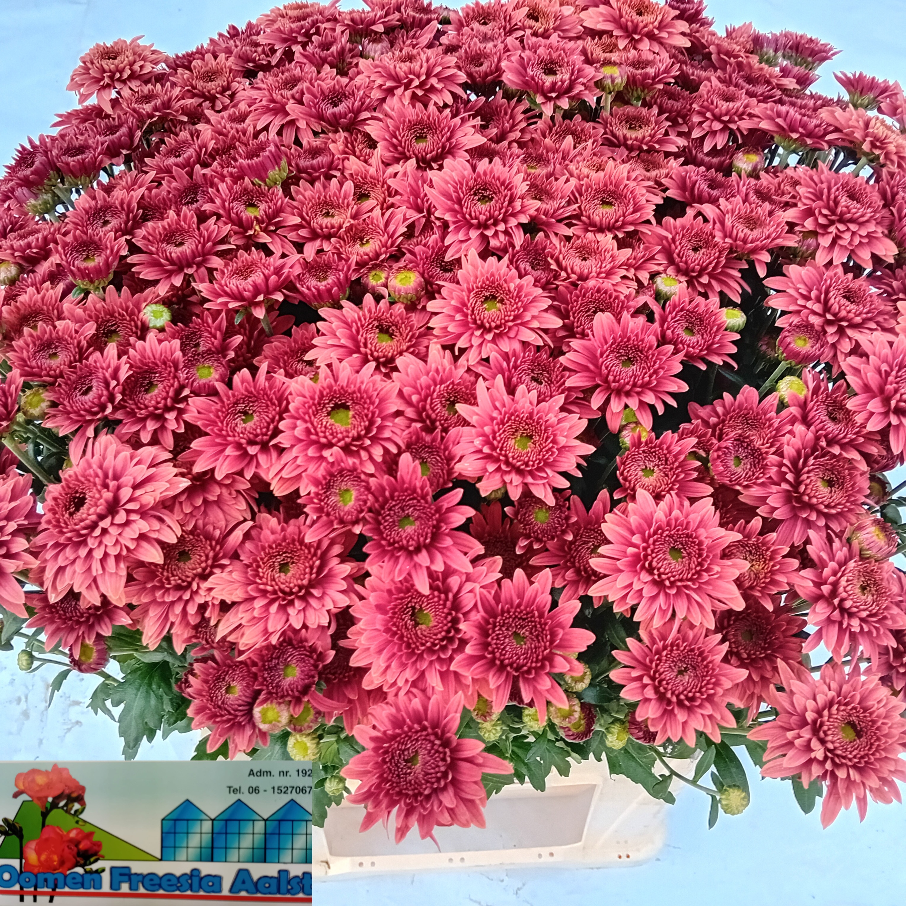 Chrysant Tbu Bep Super Ro 70cm 80gram
