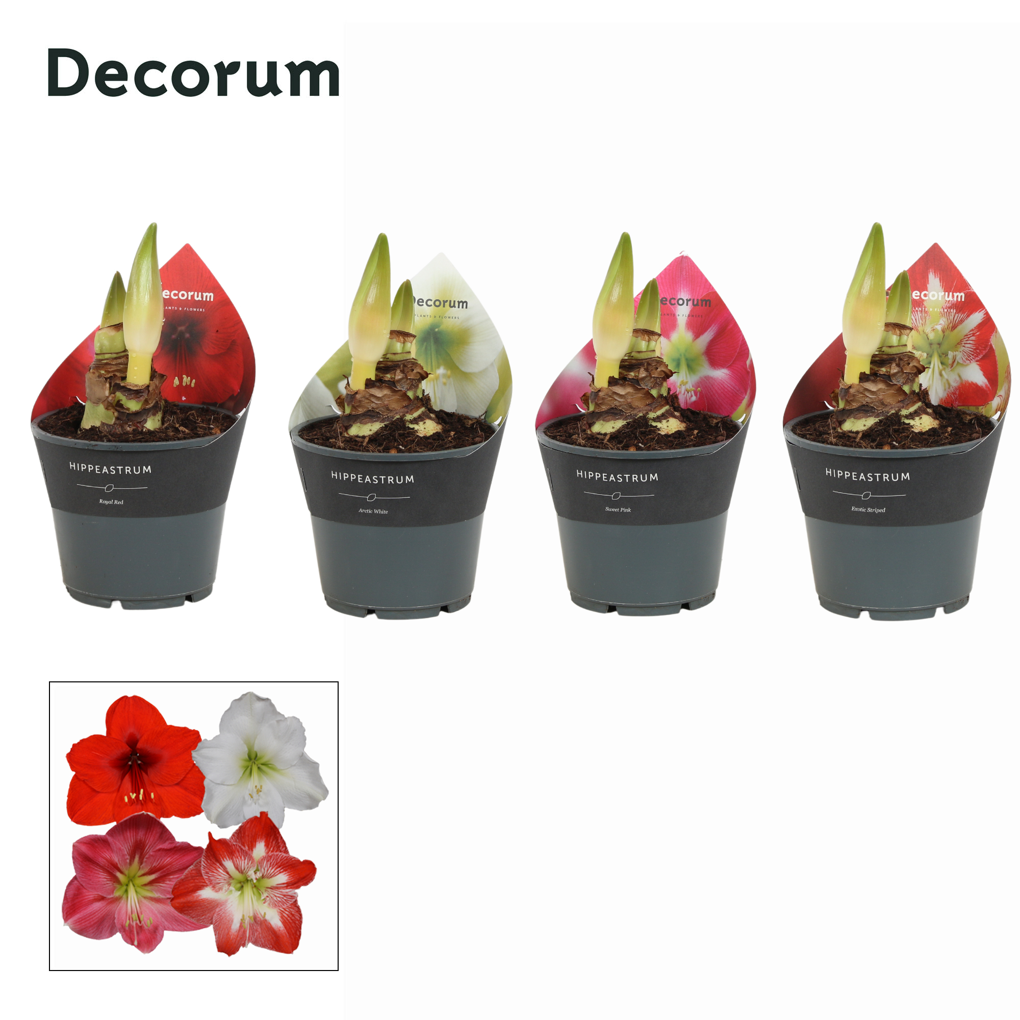 Picture of Hippeastrum in varieties 2 + shoots P14 25CM