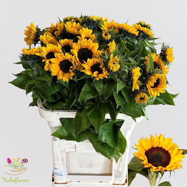 Helianthus Sunrich Or 70cm