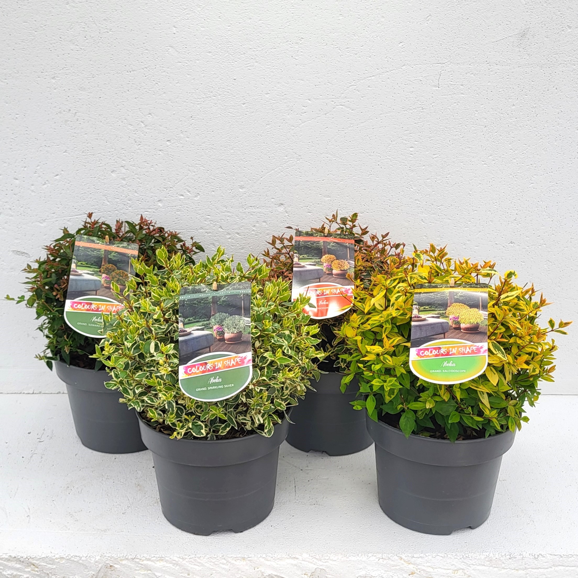 Picture of Abelia in varieties P23 (5 Ltr) BALL (LOOSE)