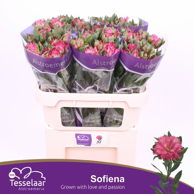 Alstr Sofiena