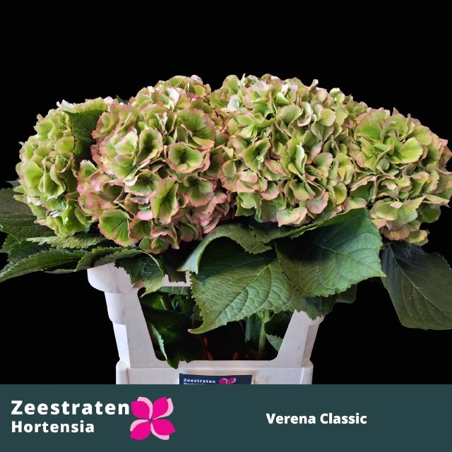 Hydrangea Verena Classic Pink 60cm 18Ø
