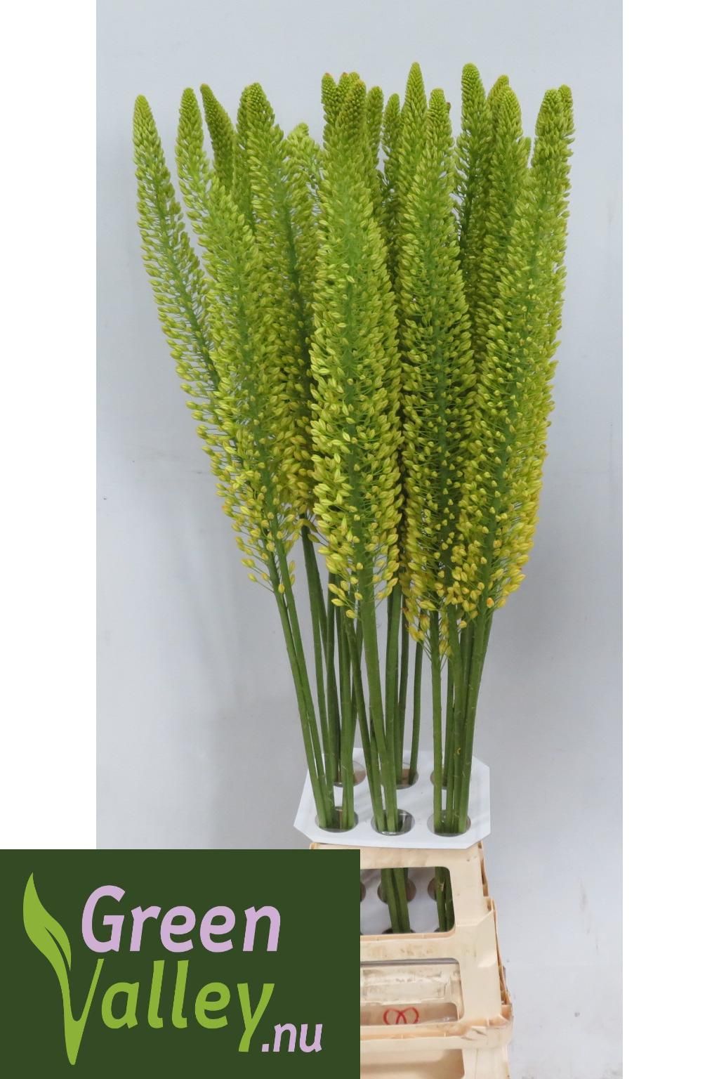 Eremurus Lucia-ro