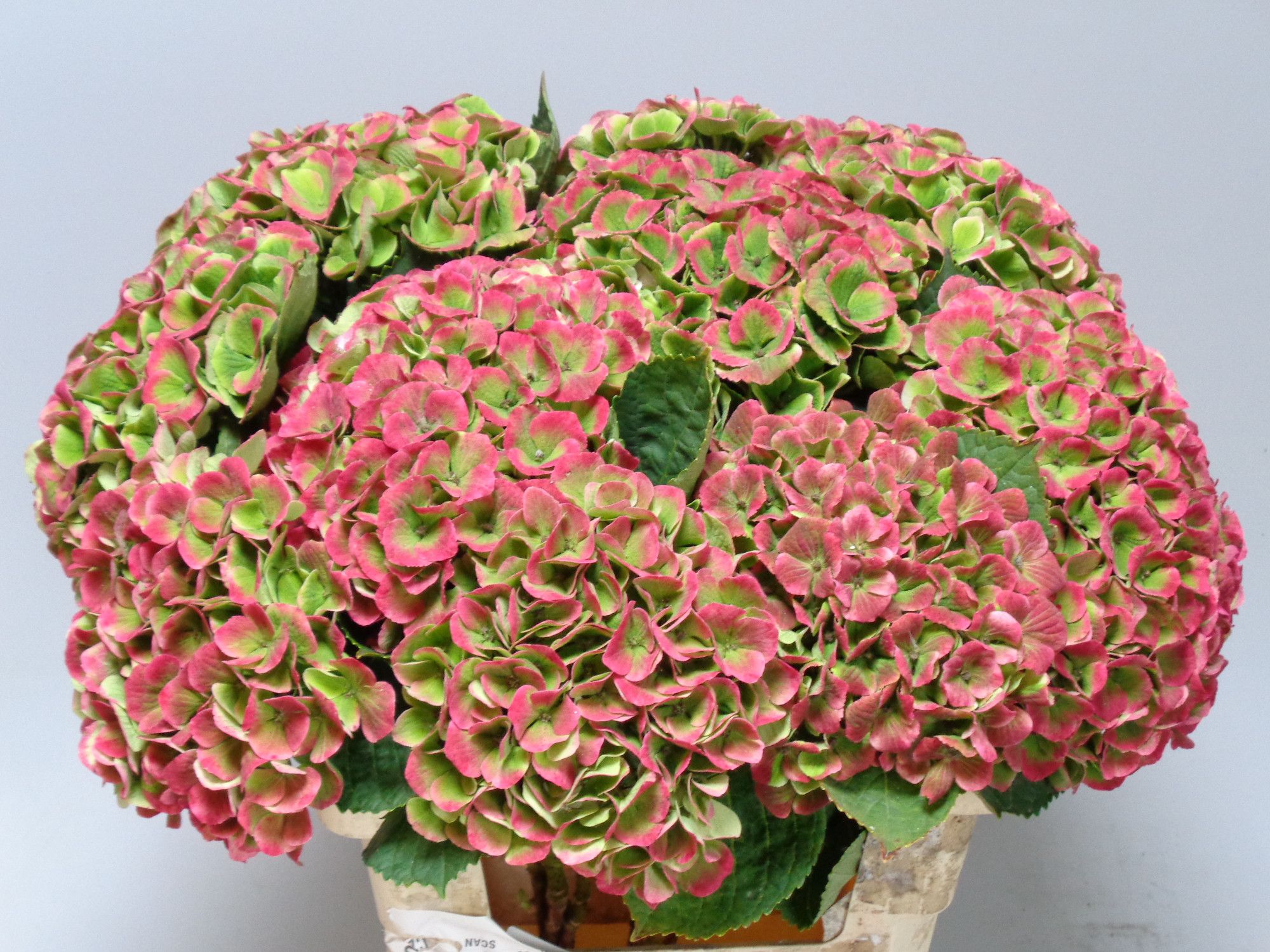 Hydrangea Amathyst 60cm 18Ø