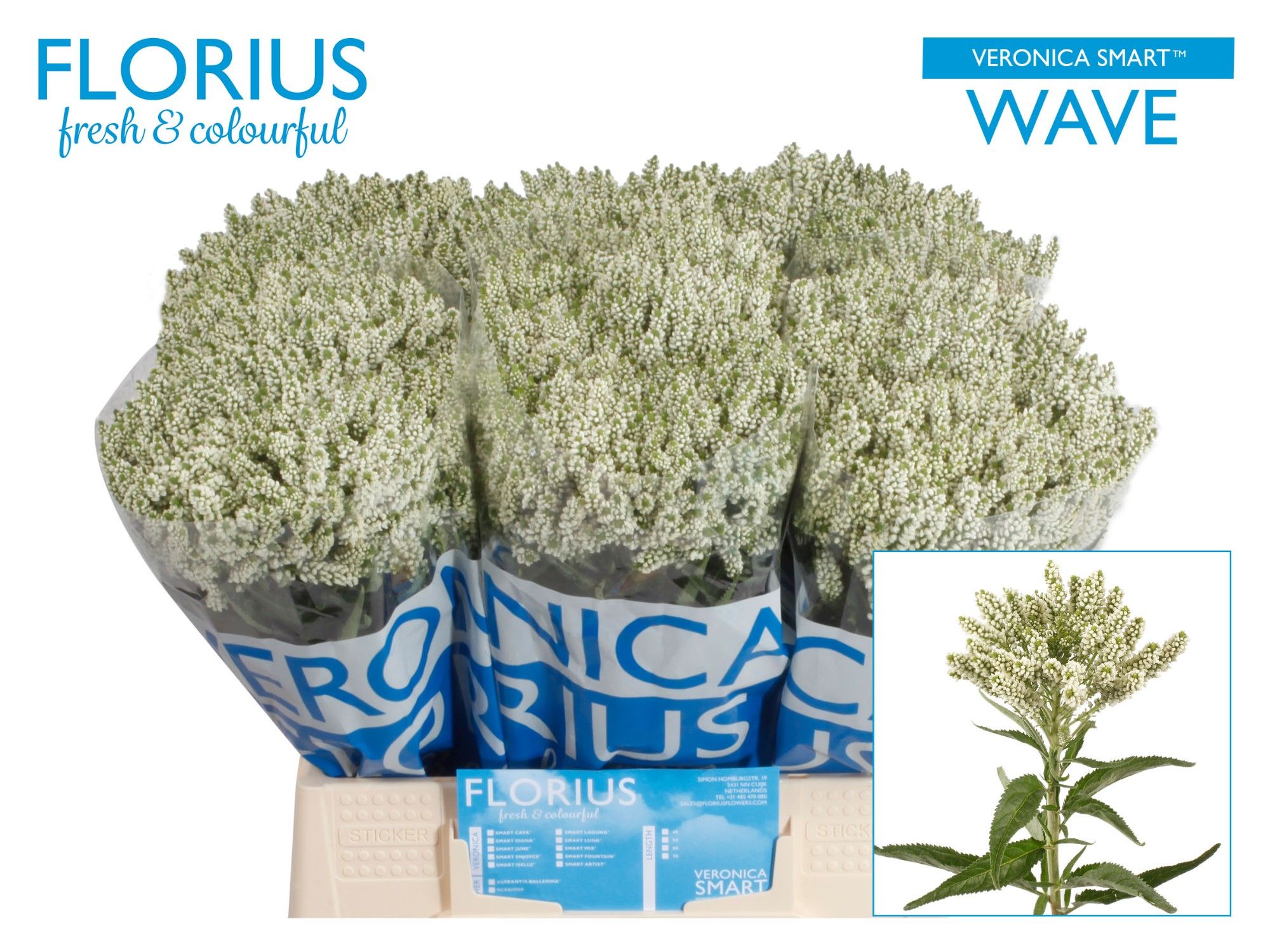 Veronica Smart Wave 40cm