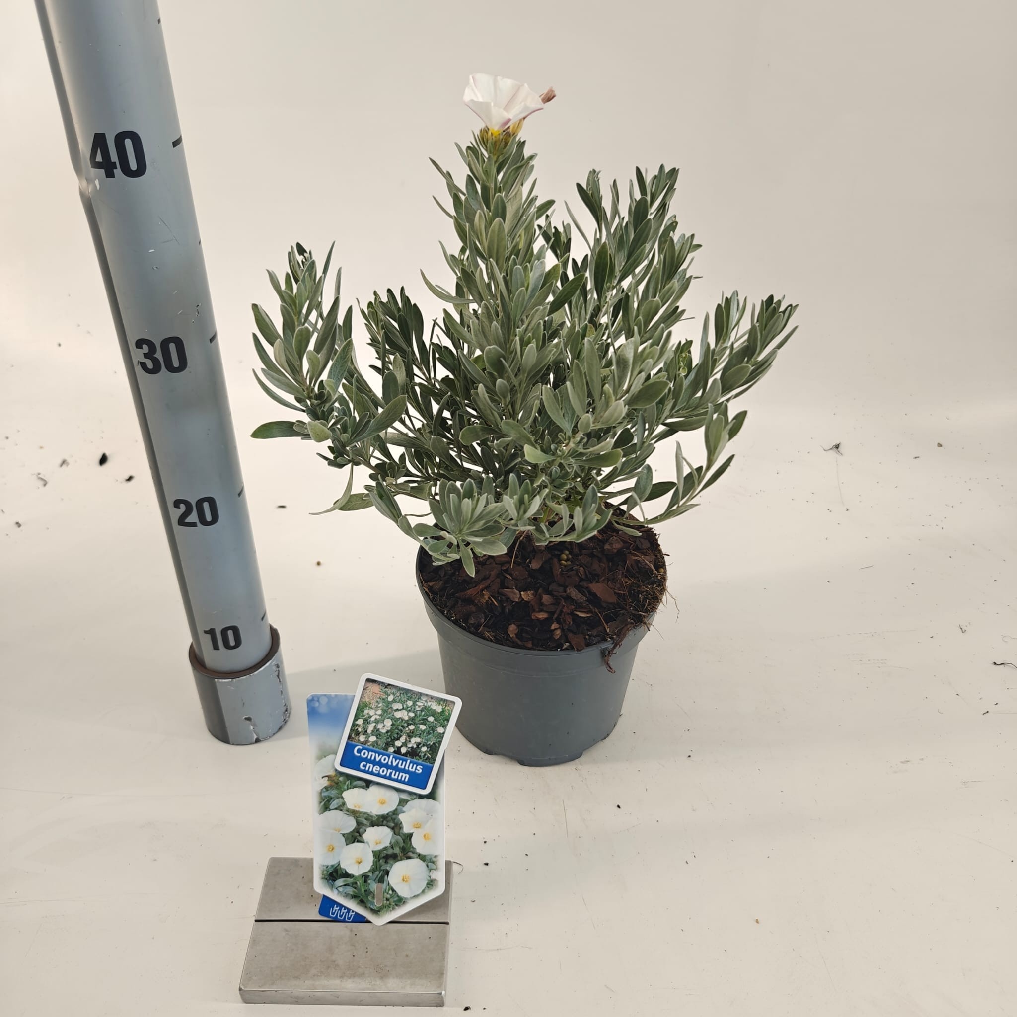 Picture of Convolvulus cneorum