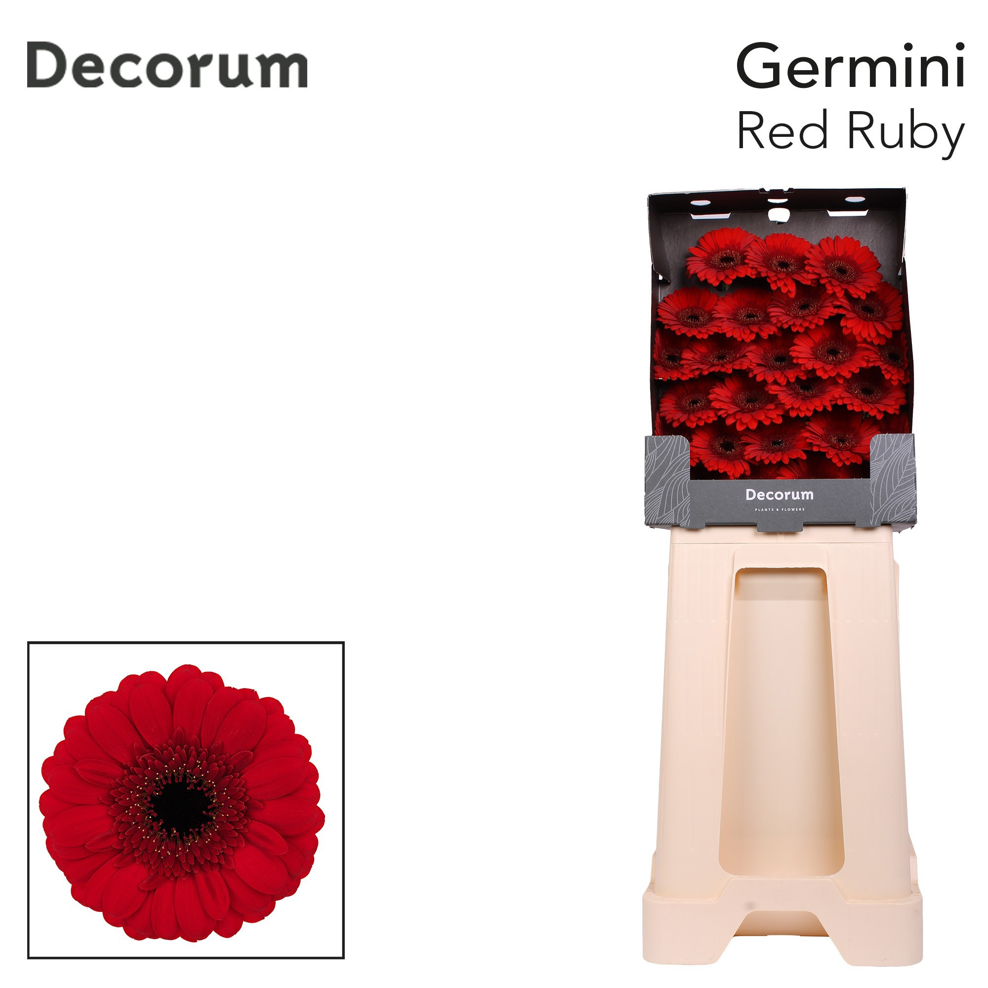 Germini Red Ruby Diamond