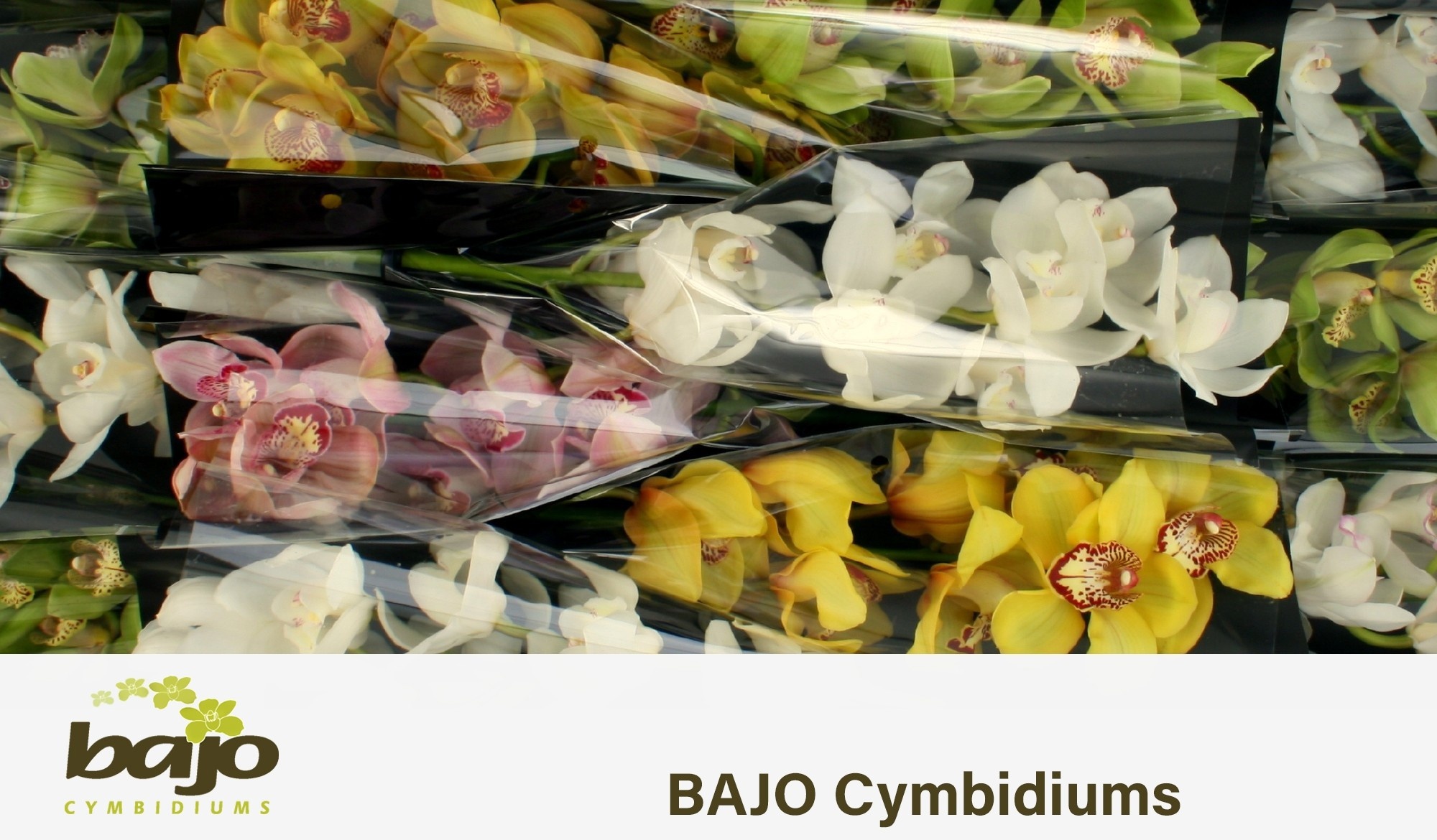 Cymbidium Asst 7bl