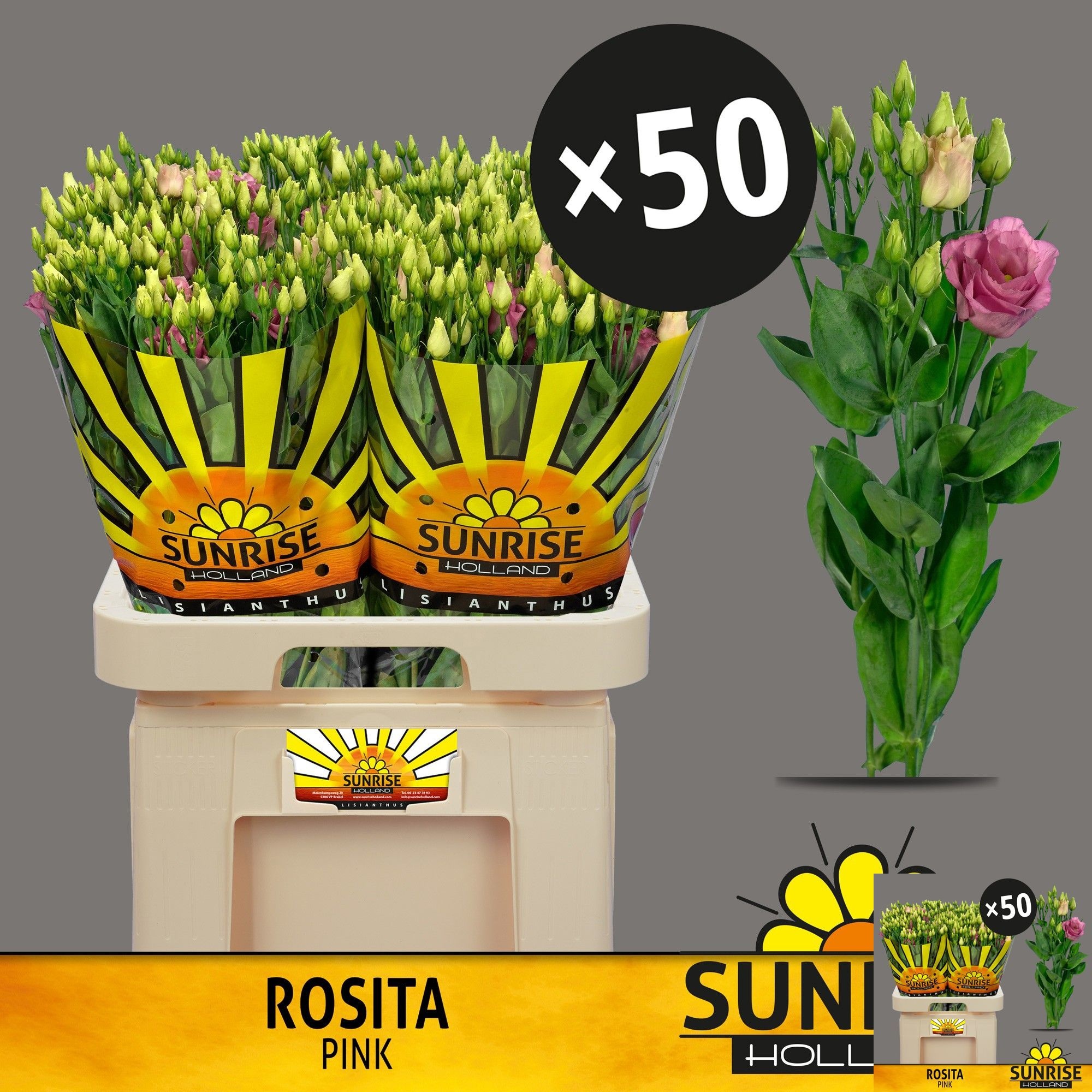 Lisianthus Double Rosita Pink 70cm