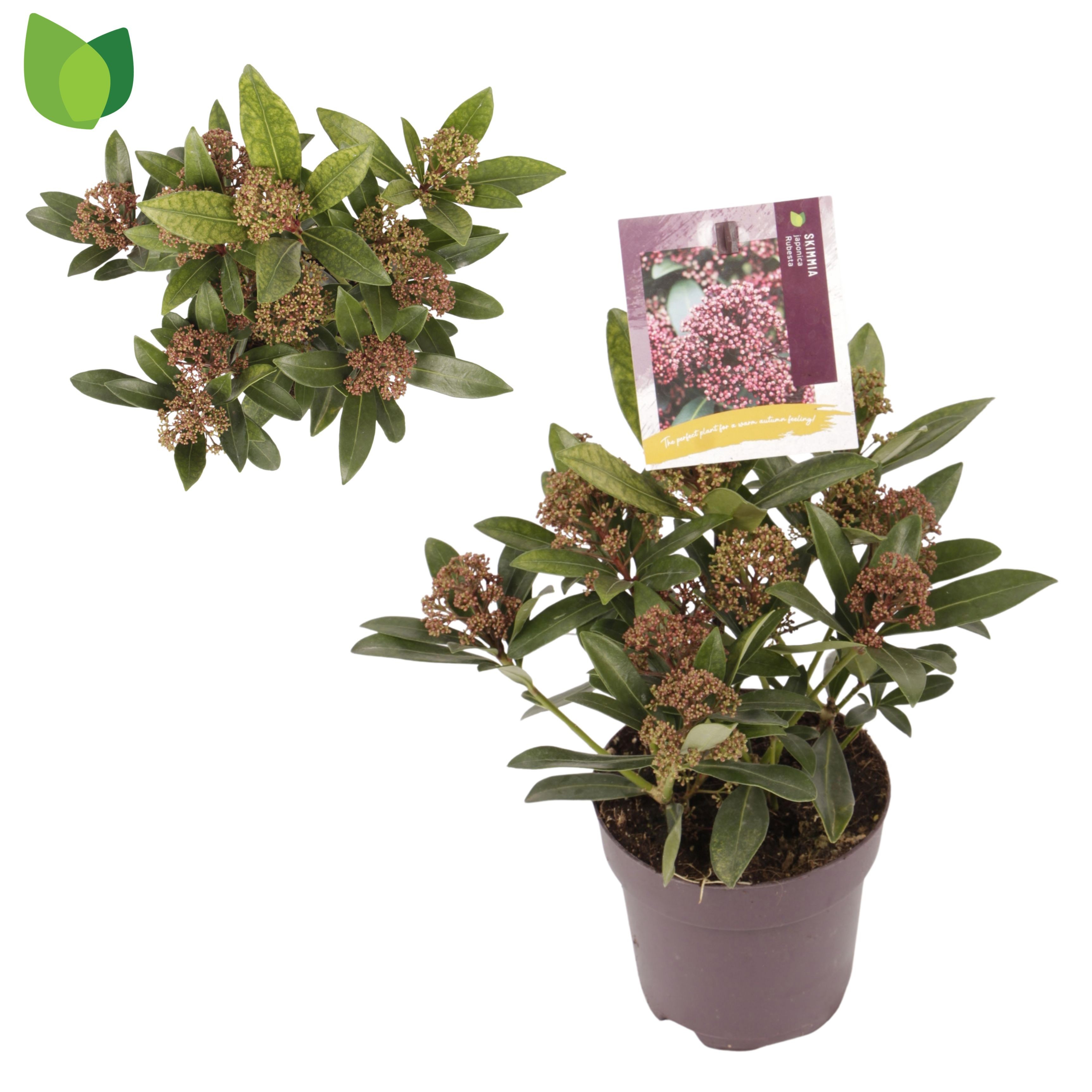 Skimmia jap. Rubesta ('Moerings 3')