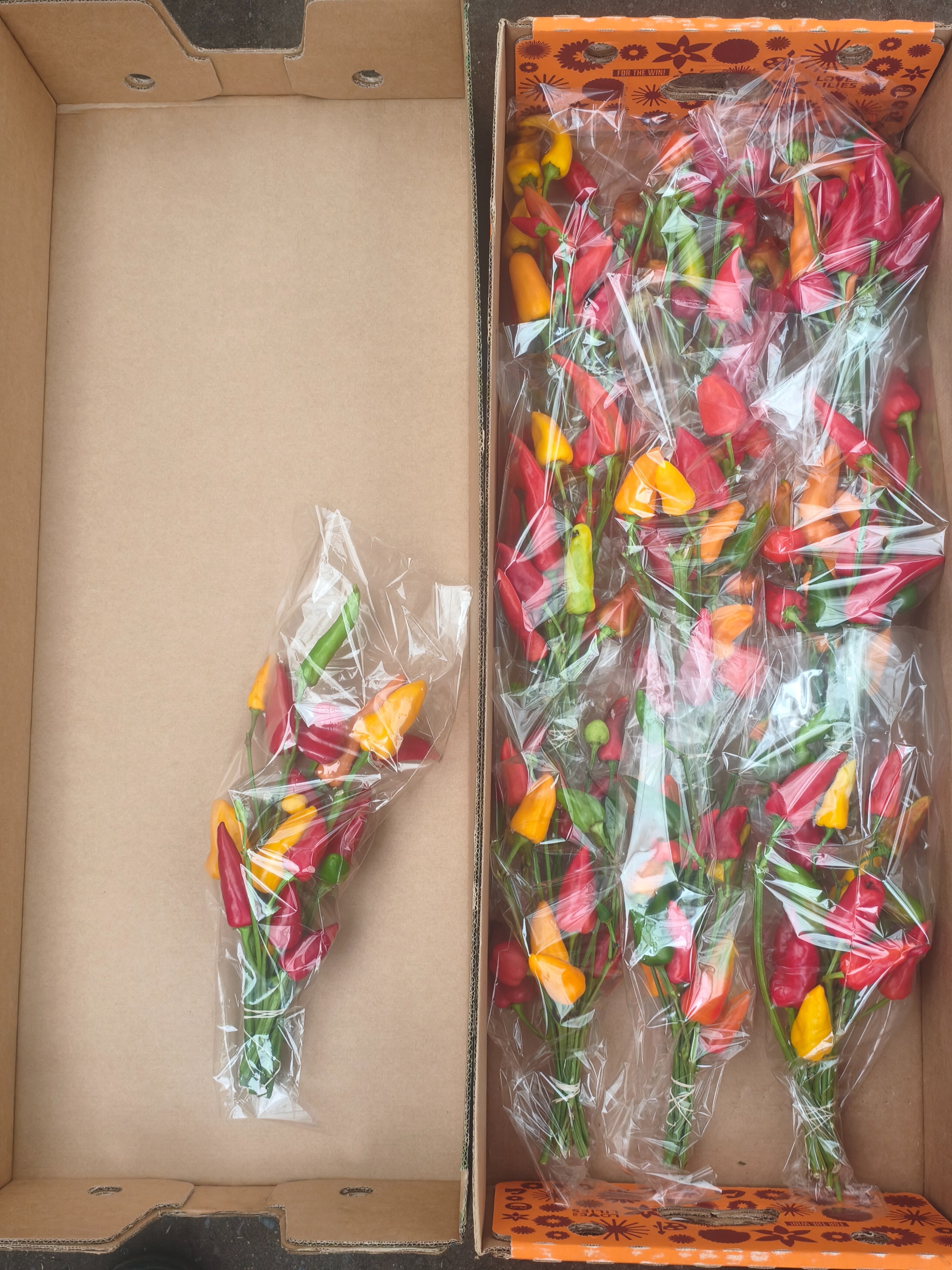 Peppers Per Stem 30cm