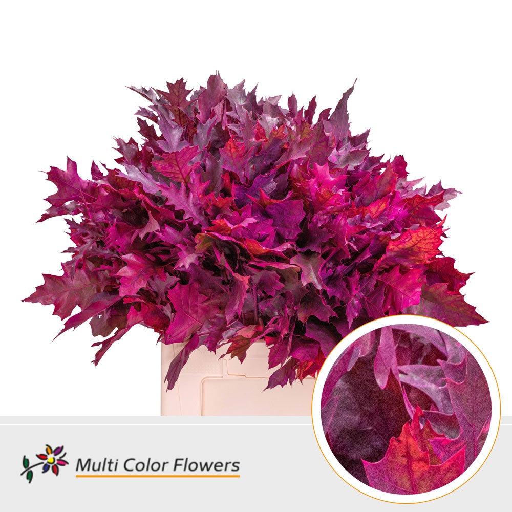Quercus Rubra Ptd 60cm