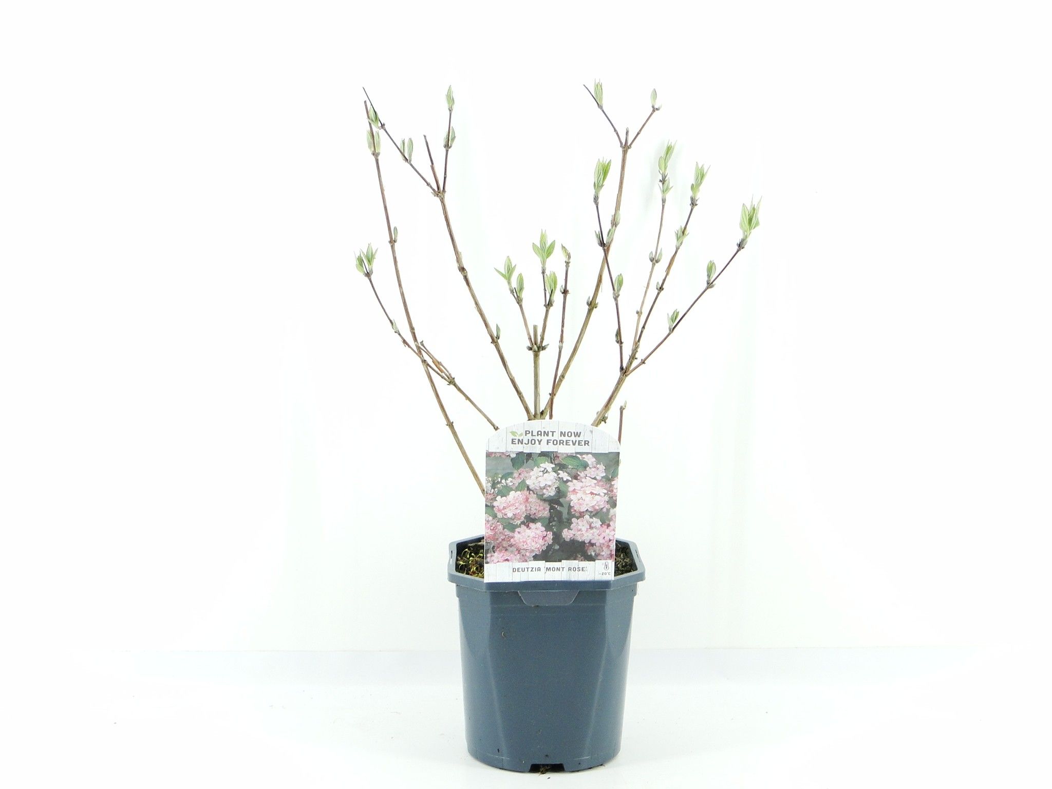 Picture of Deutzia hyb. Mont Rose
