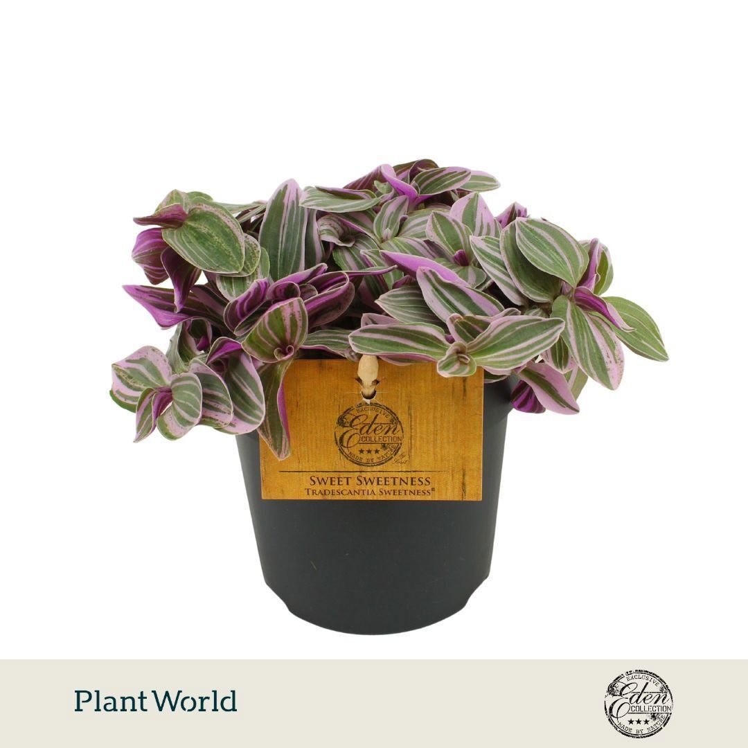 Tradescantia cerinthoides Sweetness