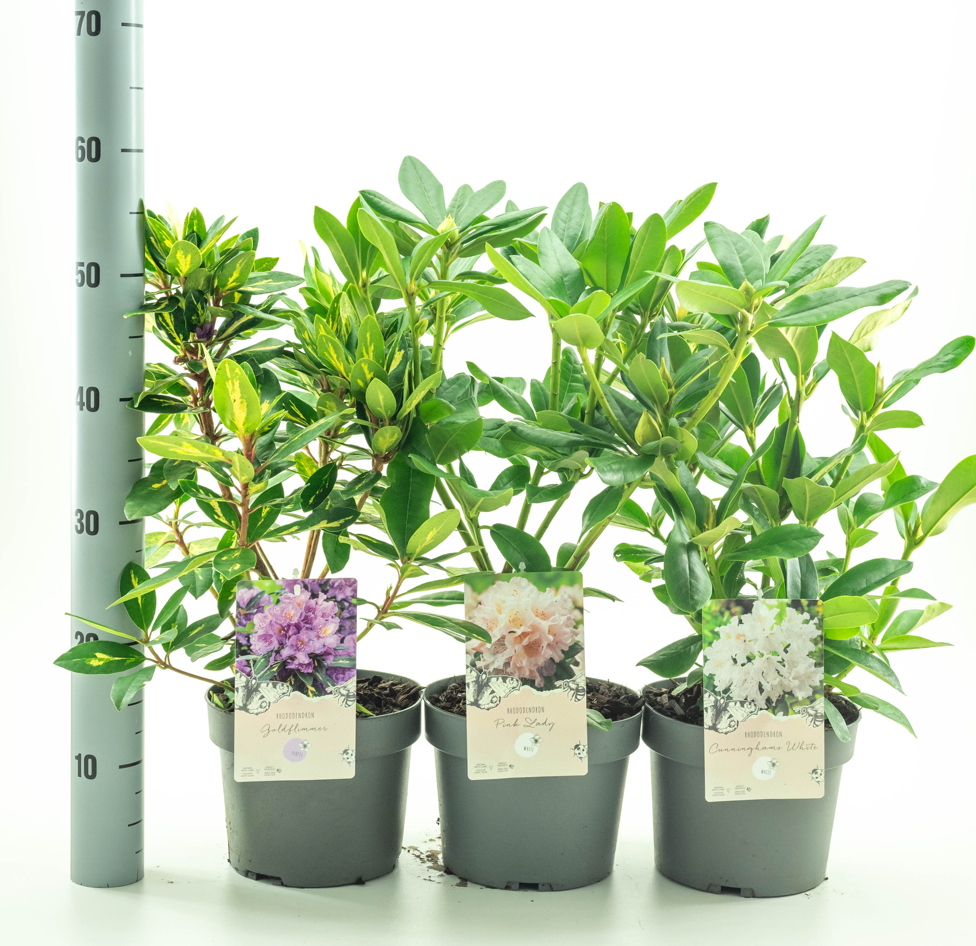 Picture of Rhododendron in varieties