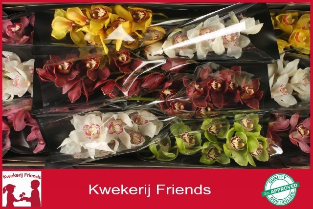Cymbidium Asst 6bl