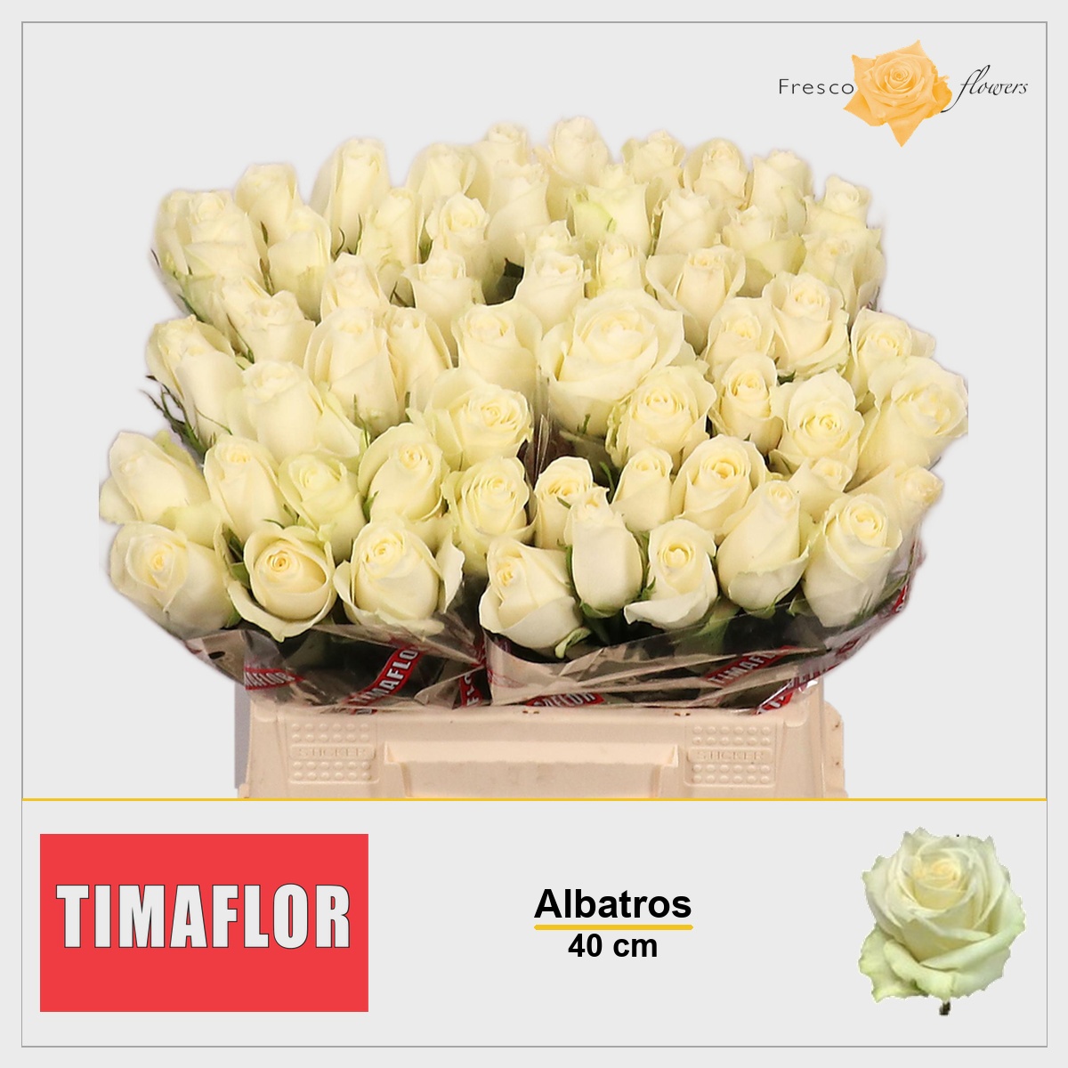Rosa Albatros 40cm