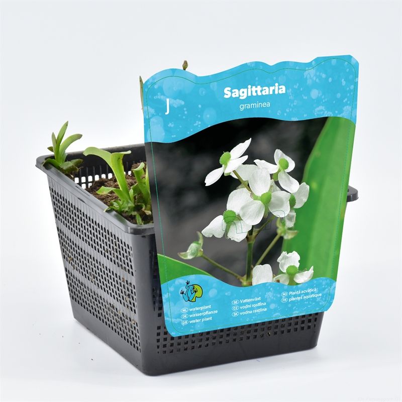 Sagittaria graminea