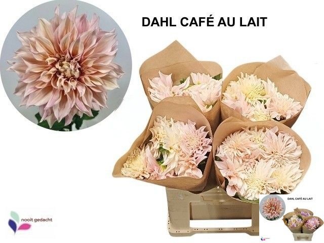 Dahlia Cafe Au Lait 60cm