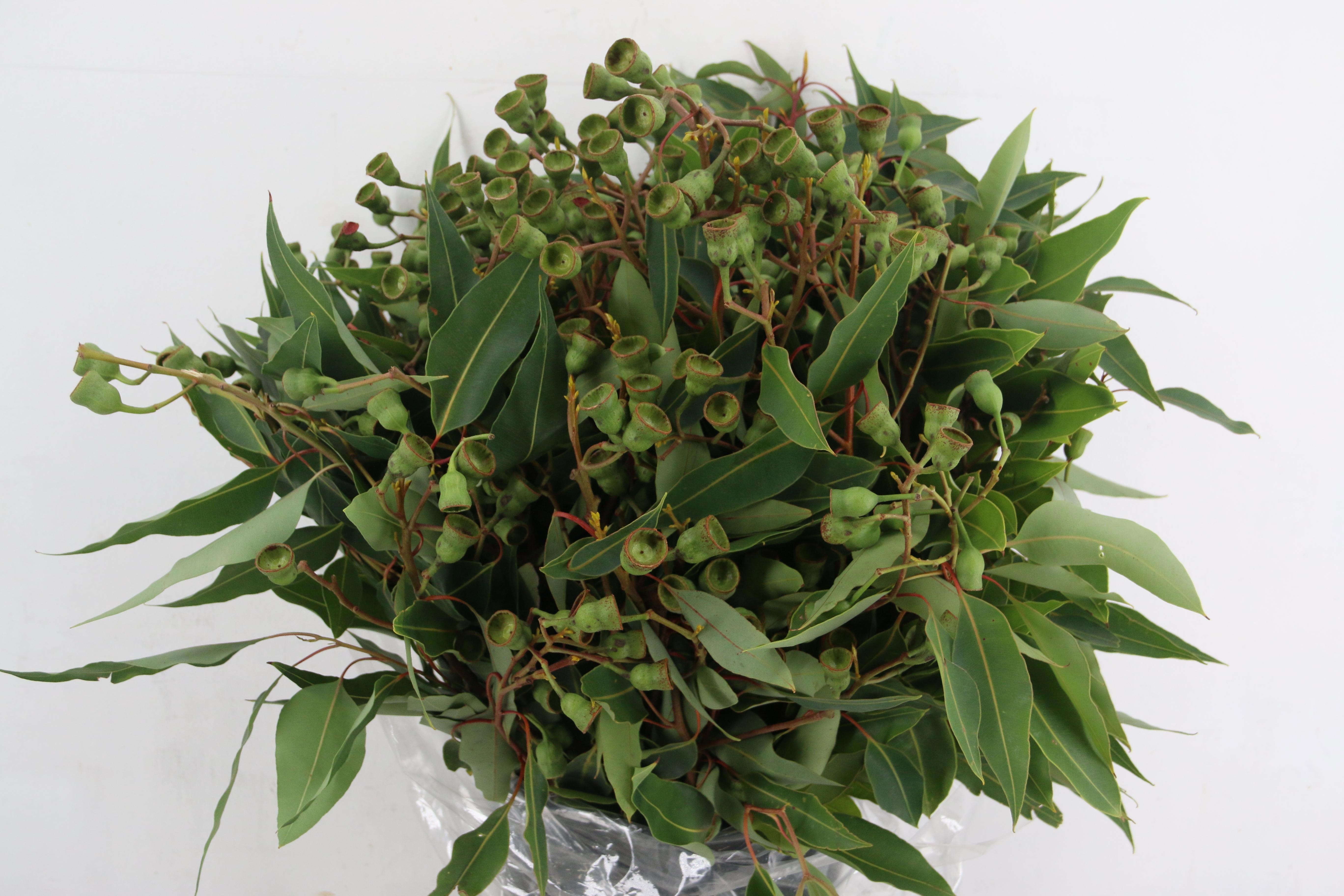 Euca Cinerea 65L.cm 500gram
