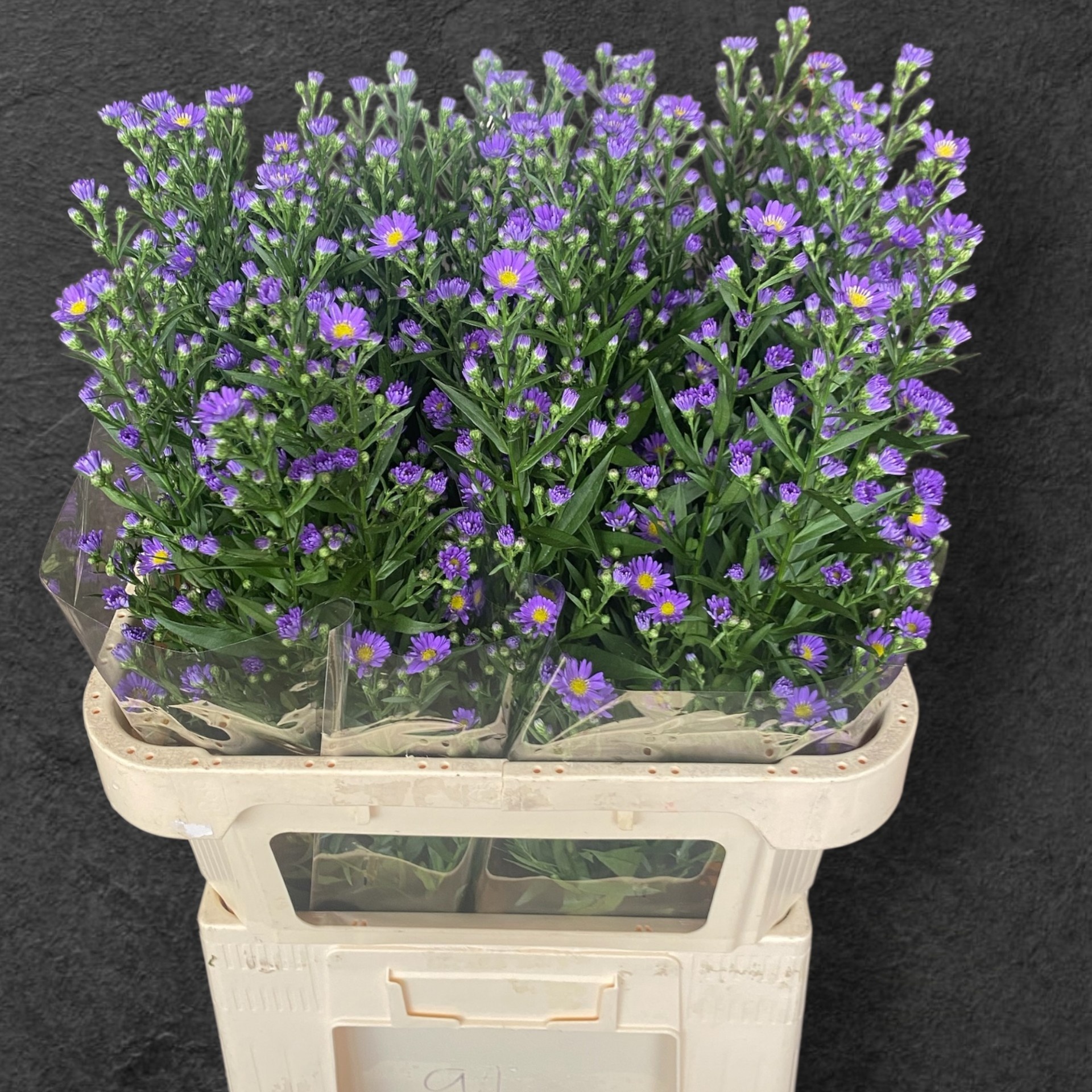 Aster Laura 80cm 25gram