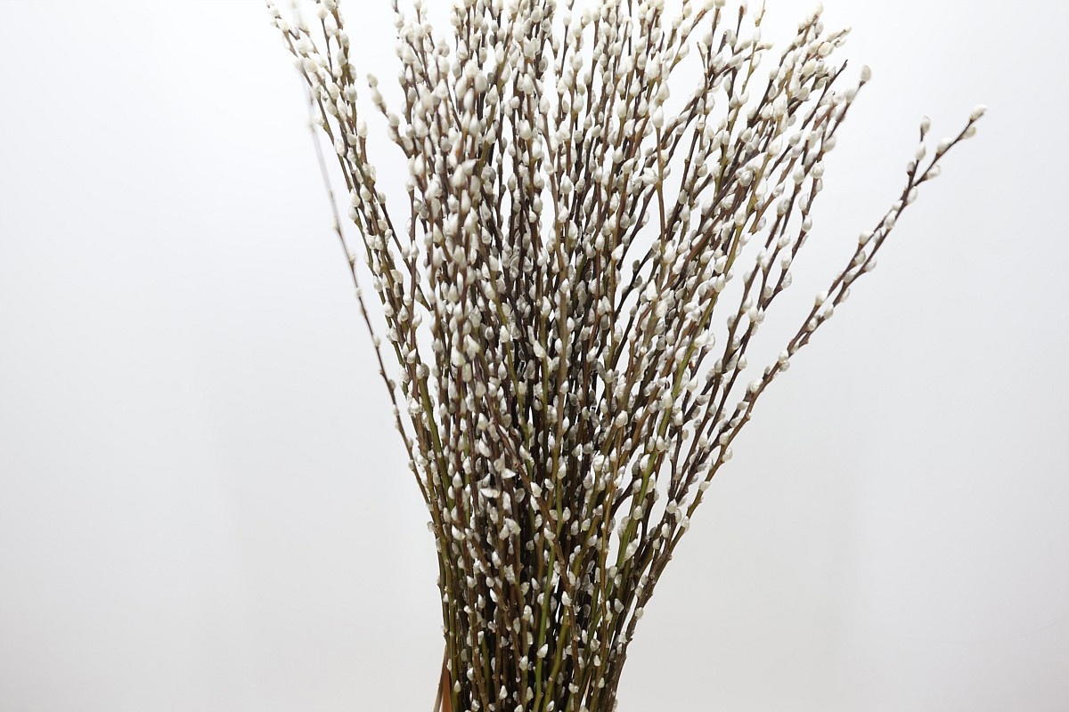 Salix Ca Snow Flake 120cm