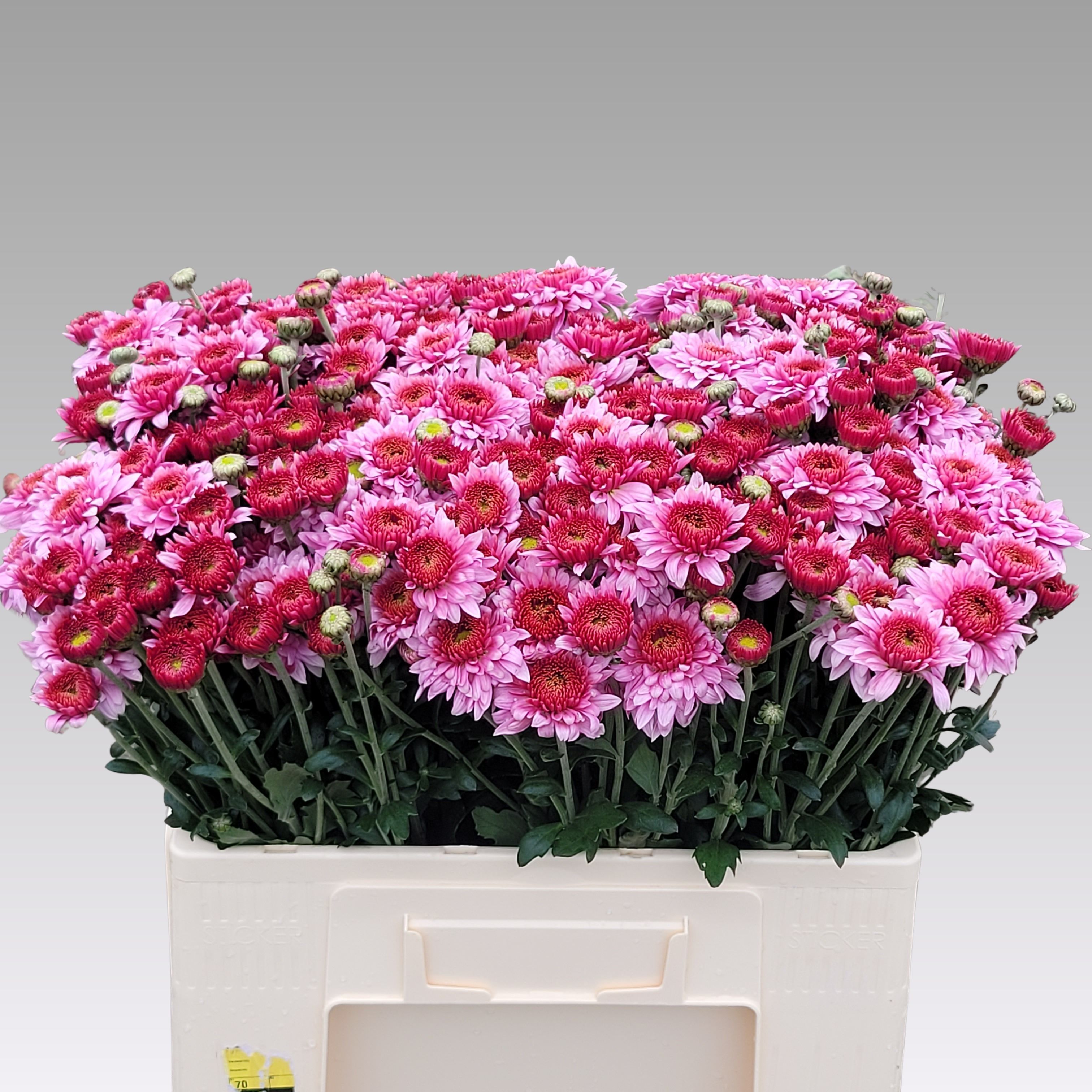 Chrysant Tbu Bep Sup Purp 50cm 50gram