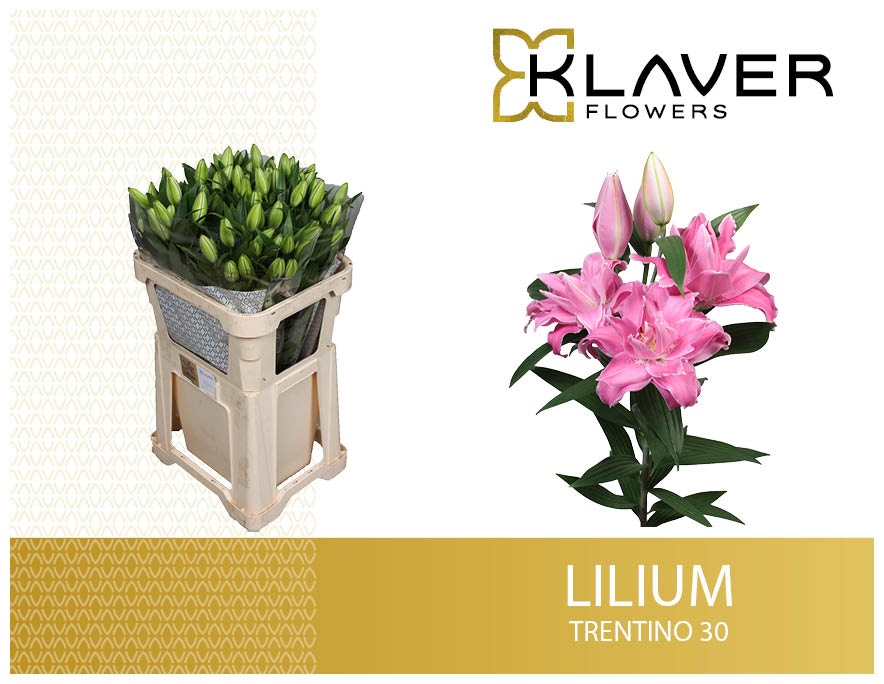 Li Or Trentino 80cm 3/5bl
