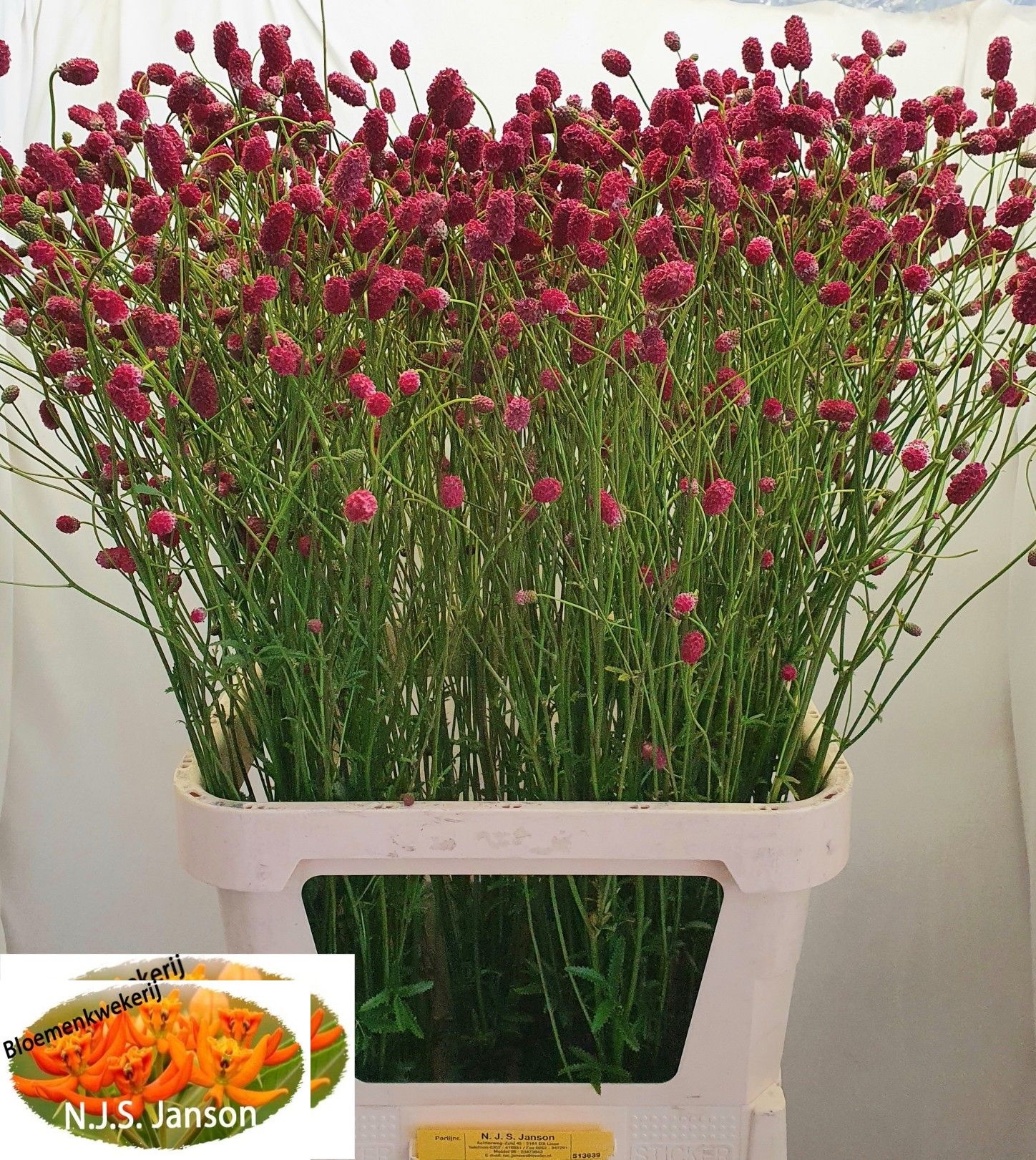 Sanguisorba O Arnhem 100cm 36gram
