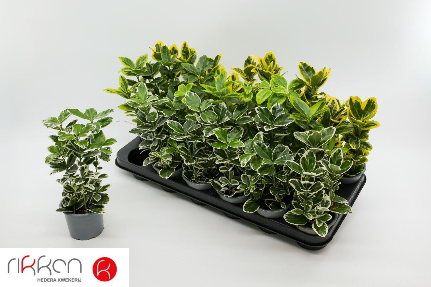 Euonymus Jap Gem 9P 26H