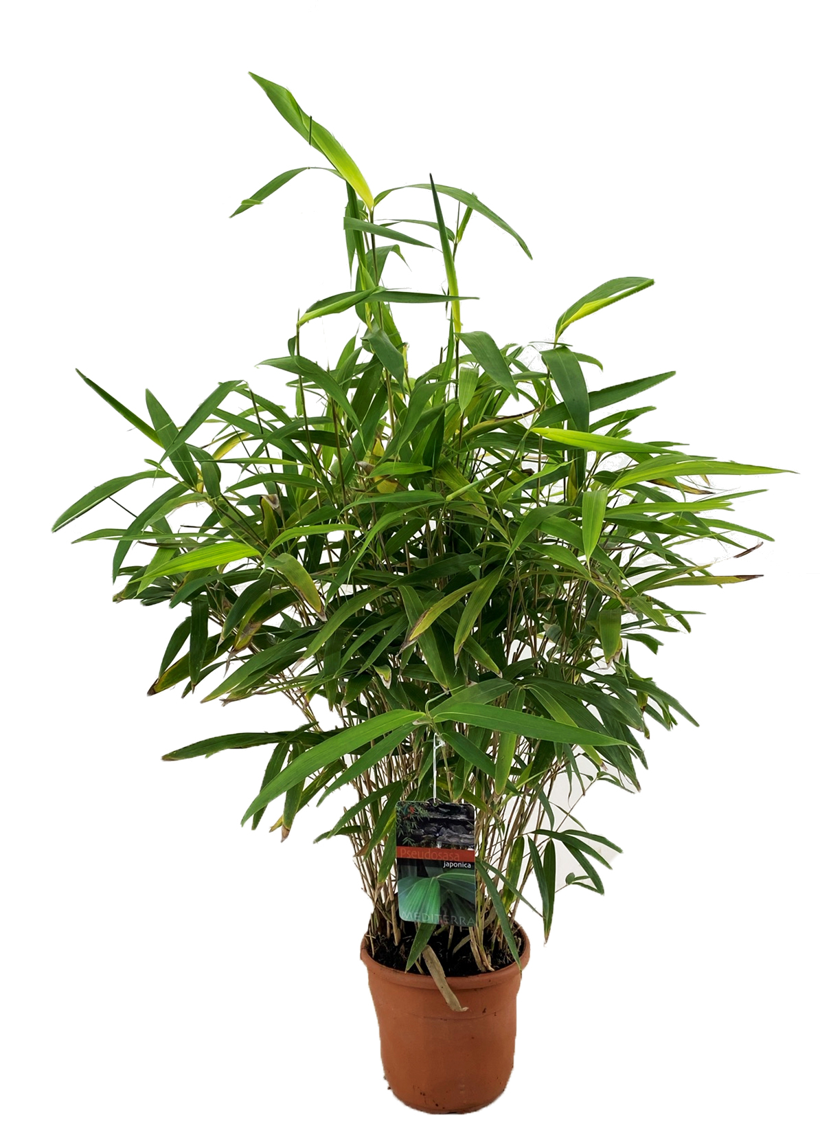 Bambù Metake - Bambusa Metake (Pseudosasa japonica)