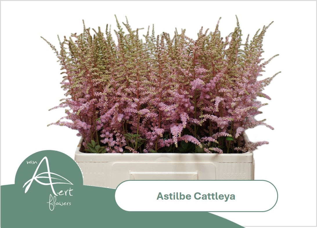 Astil Ar Cattleya