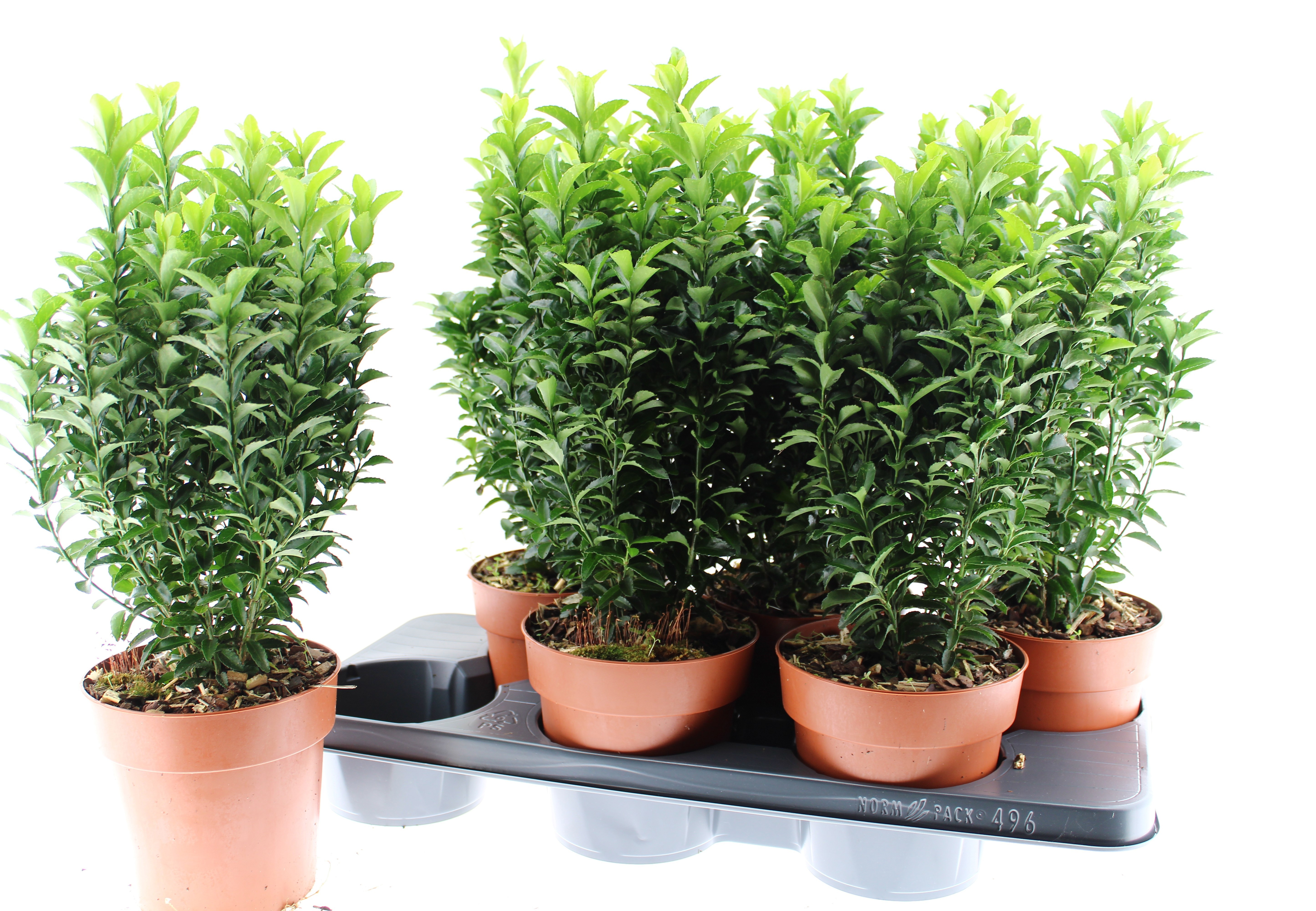 Euonymus Ja Gr Spire 15P 50H