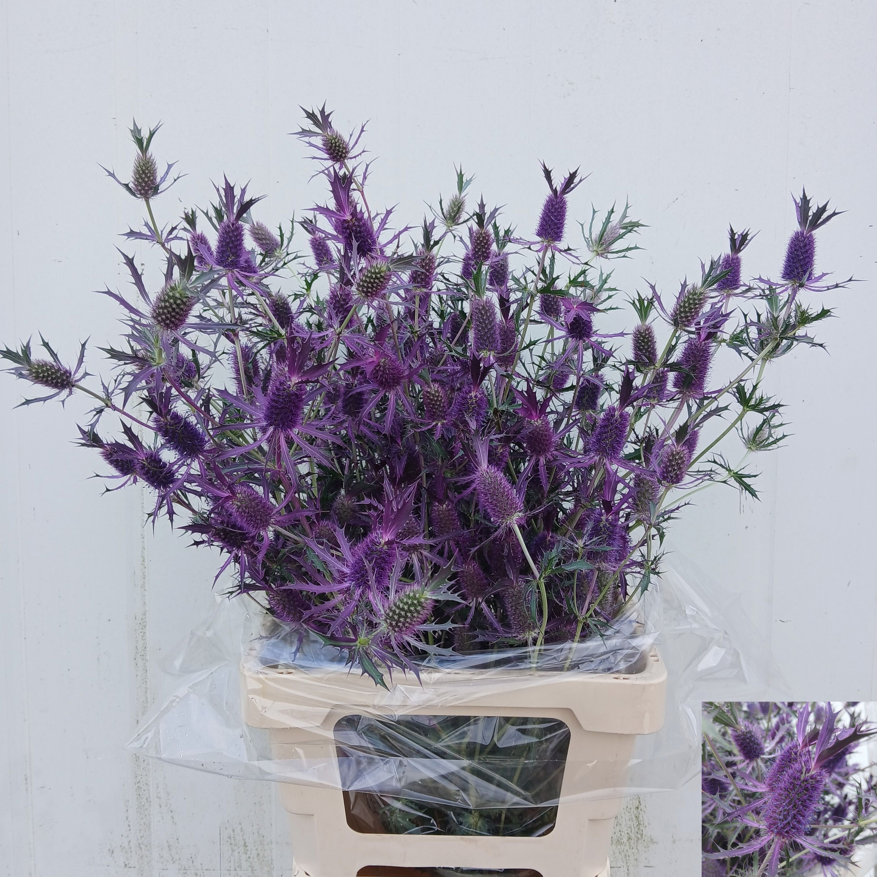Eryngium 80cm