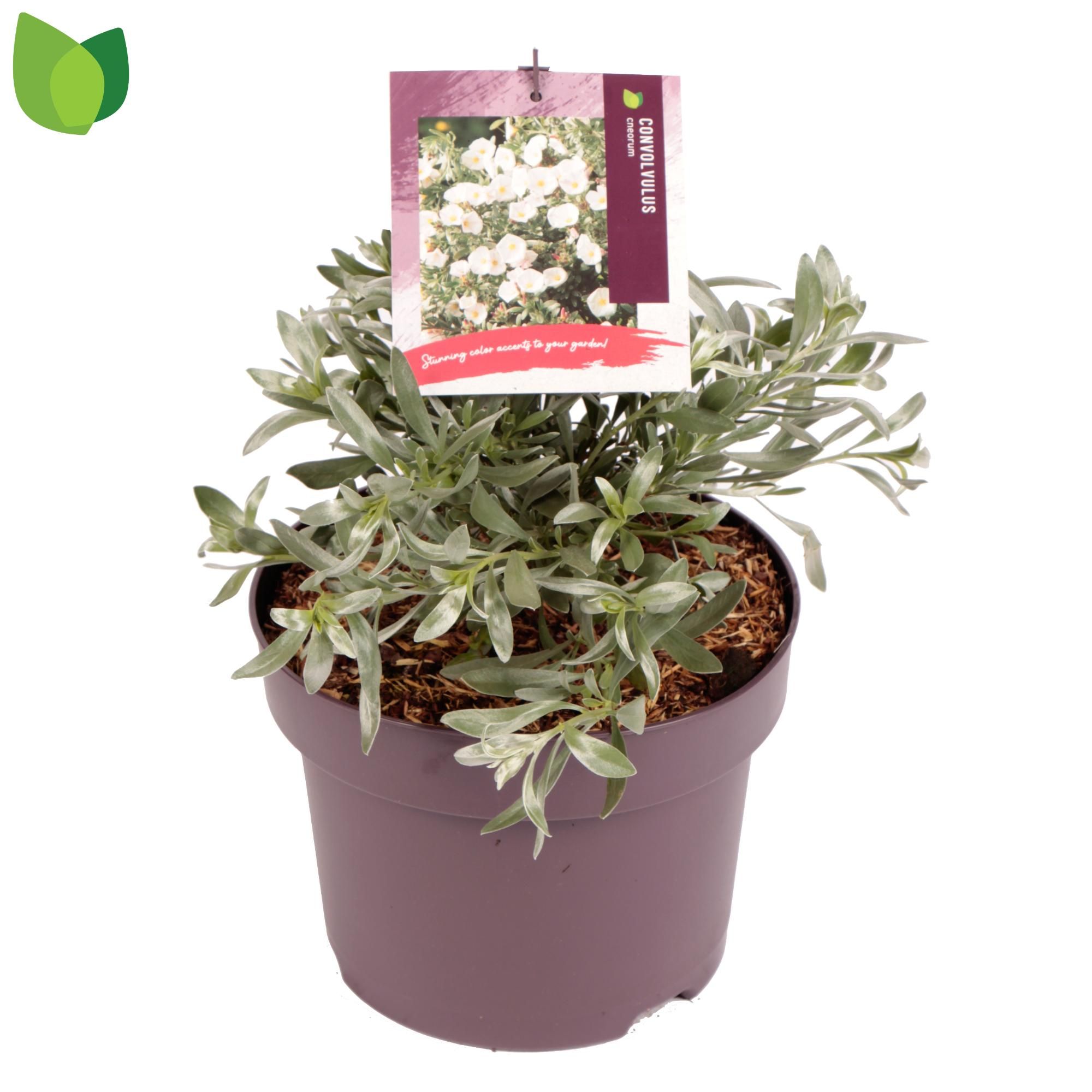 Convolvulus cneorum