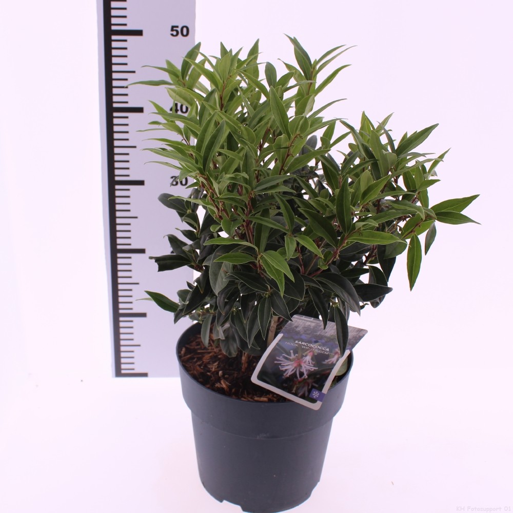 Picture of Sarcococca 'Winter Gem'