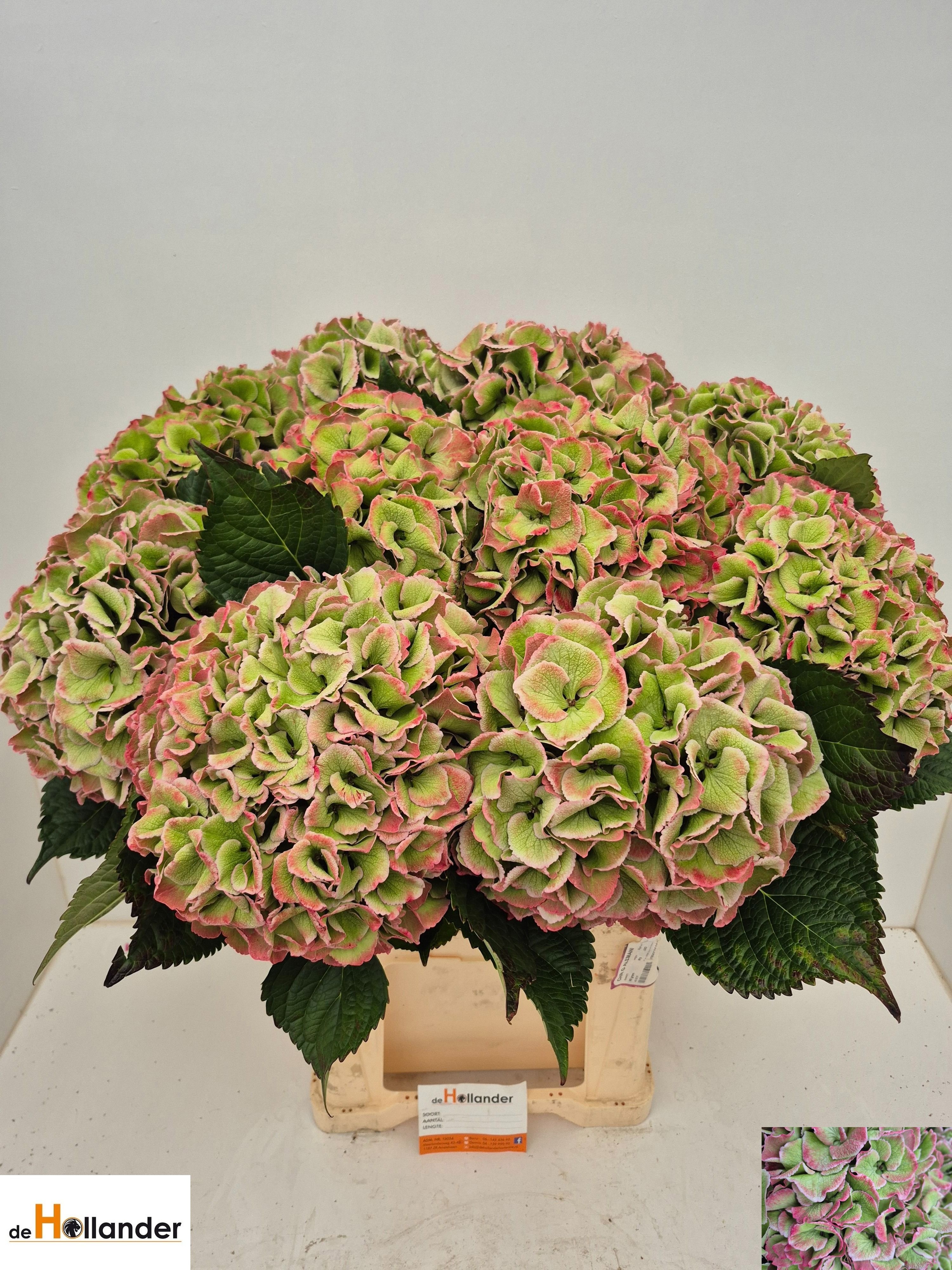 Hydrangea Royal Love Classic 80cm 25Ø
