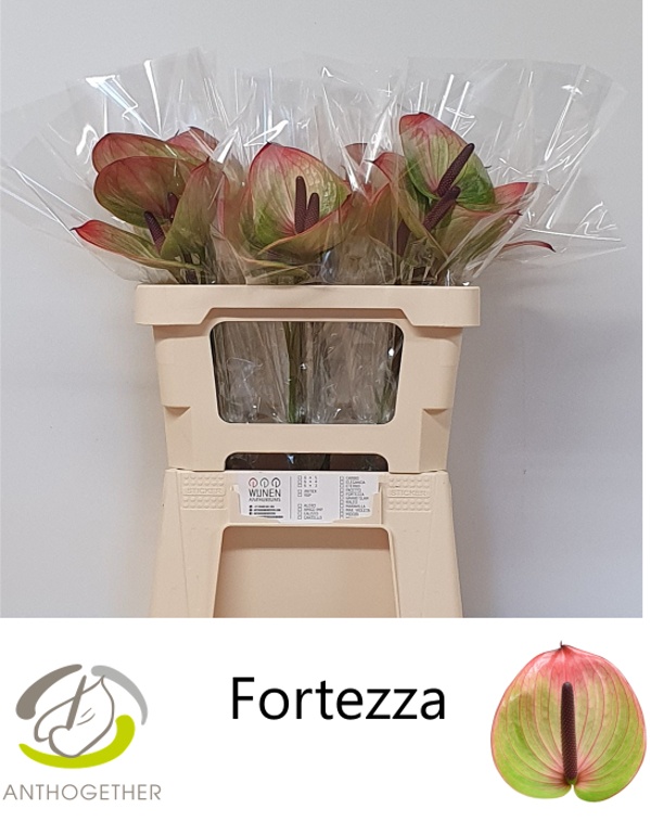 Anthurium Fortezza 9Ø