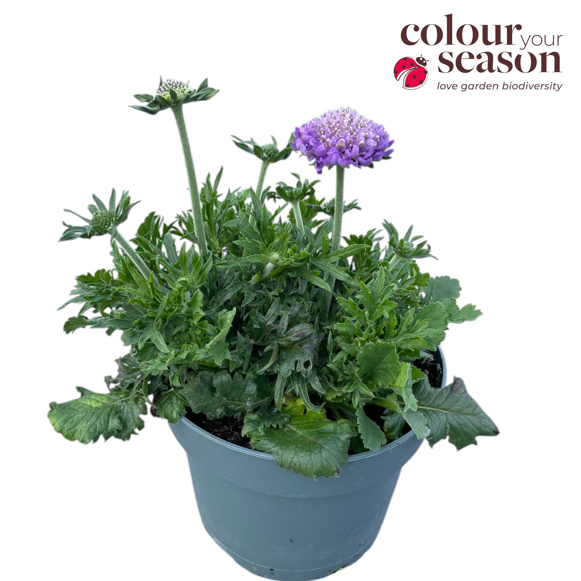 Scabiosa columbaria 'Butterfly Blue'