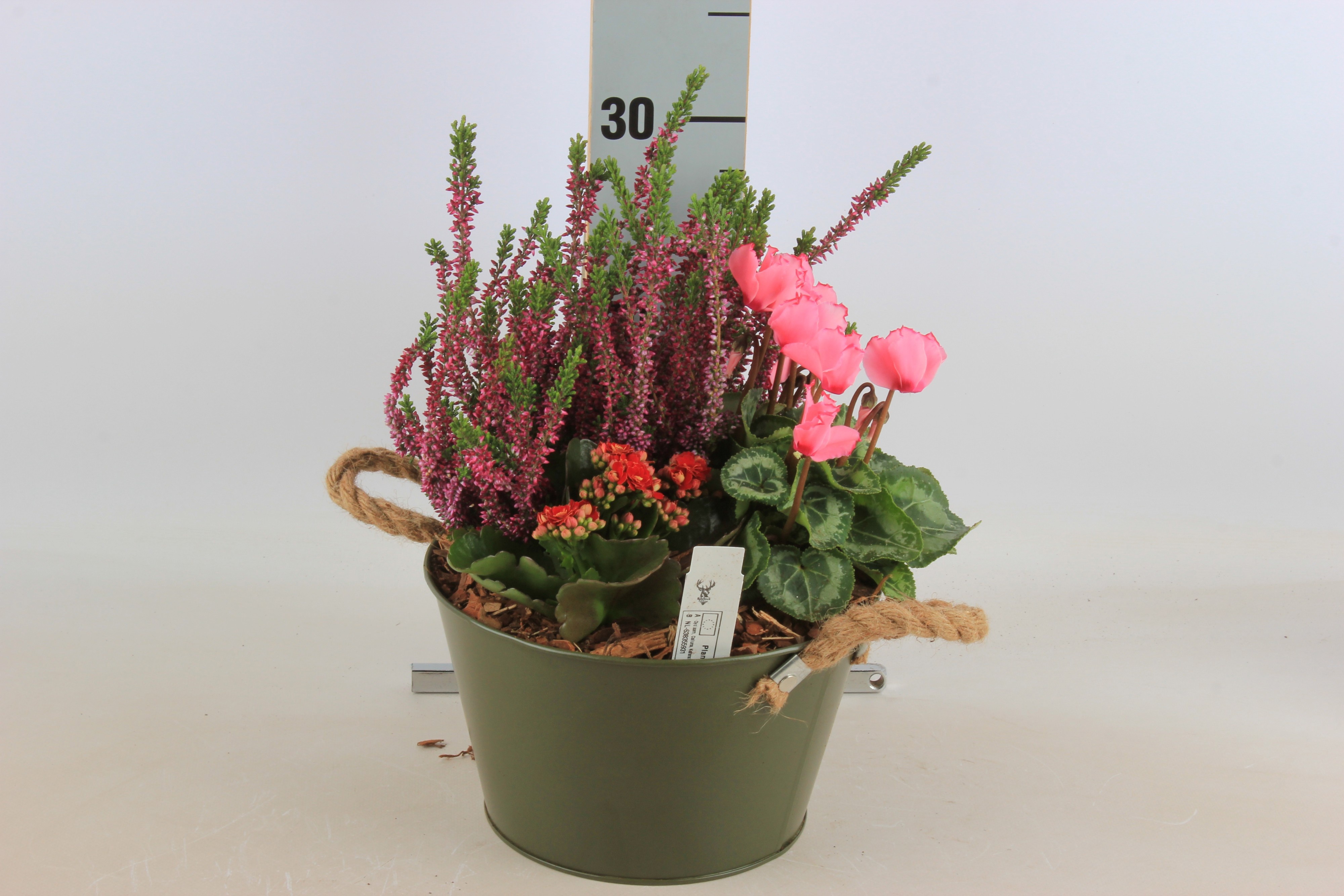 Arr Tuinplanten 22P 30cm 12bloei