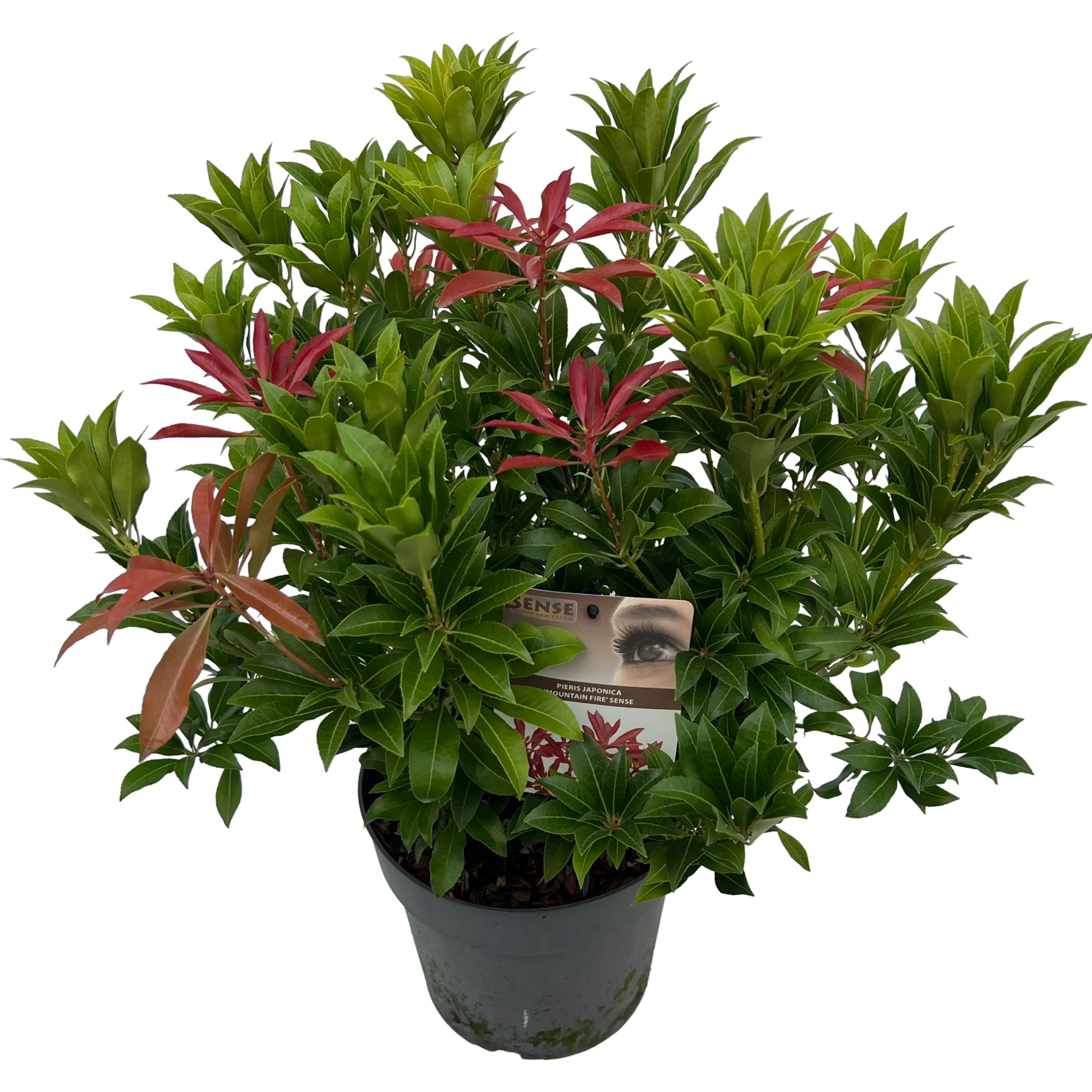 Picture of Pieris jap. 'Mountain Fire' sense