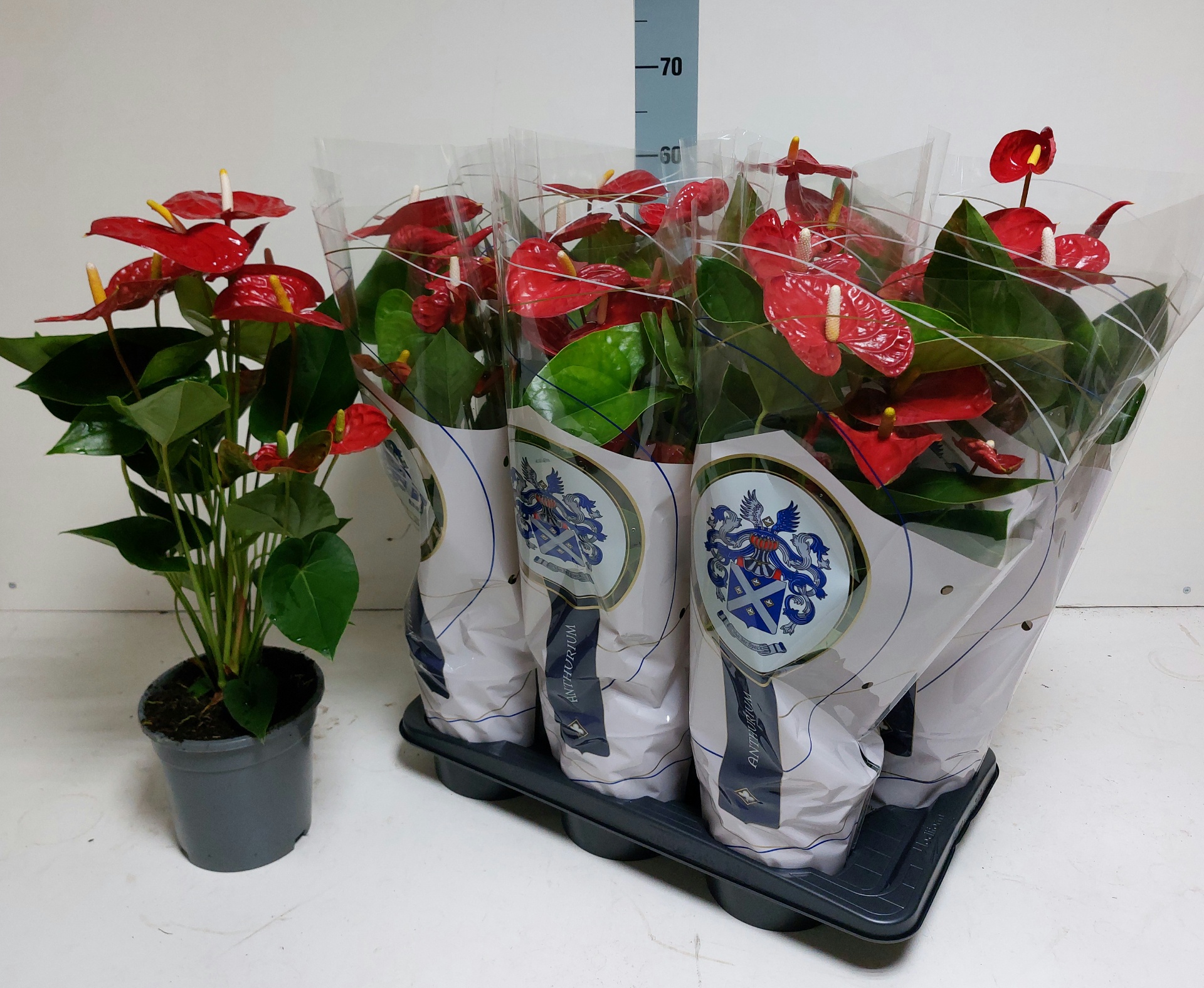 Anthu A Jambo Red 17P 65H
