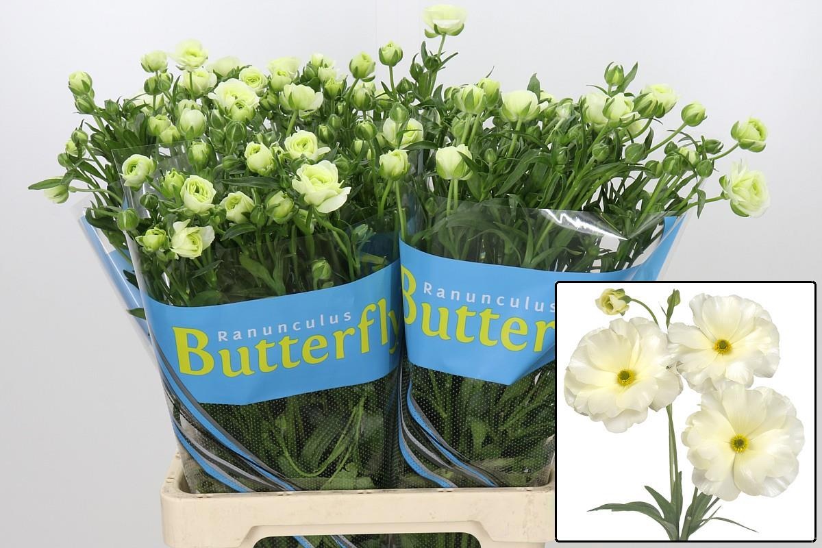 Ranuncules Butterfly Graces 70cm