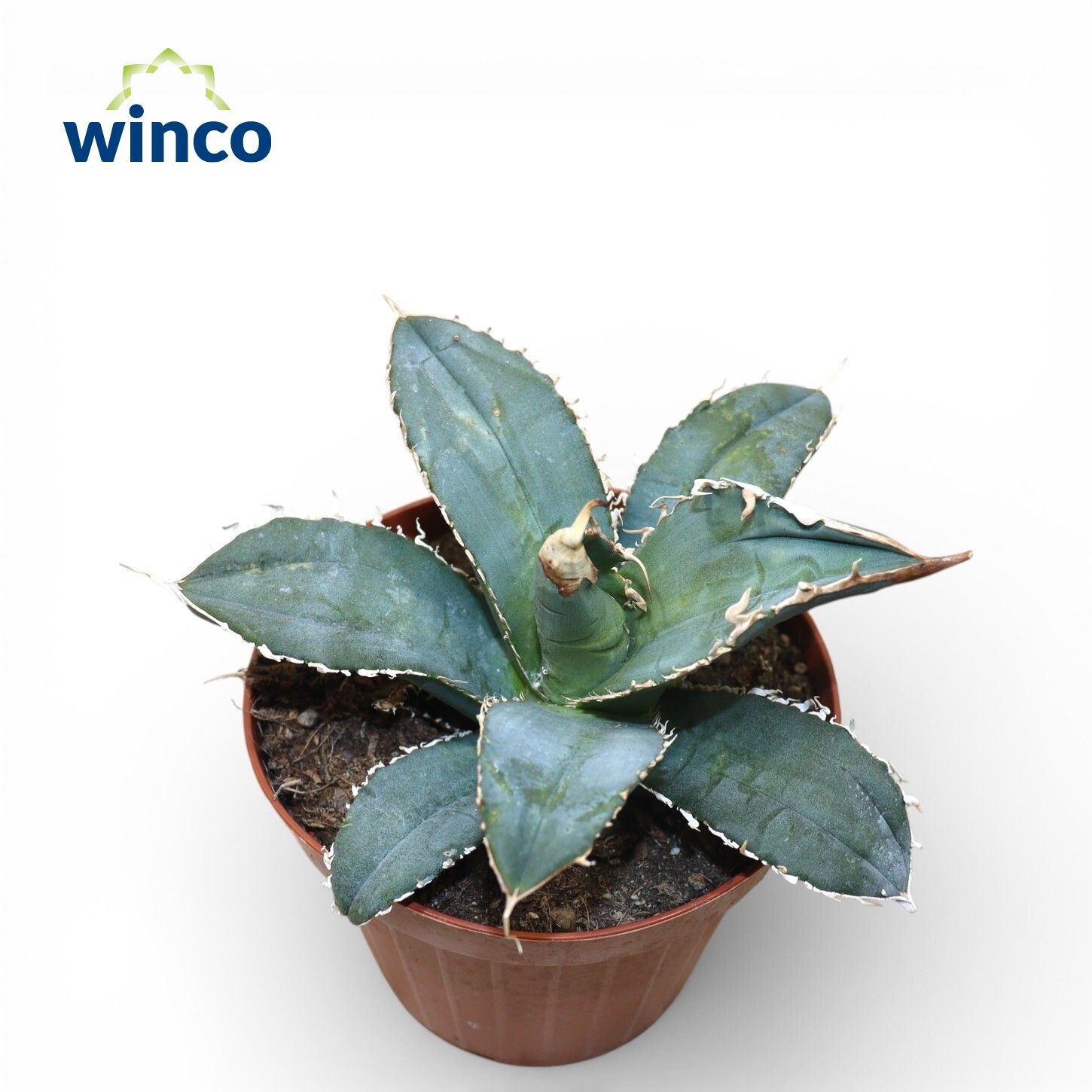 Agave overig - Overig vaste planten