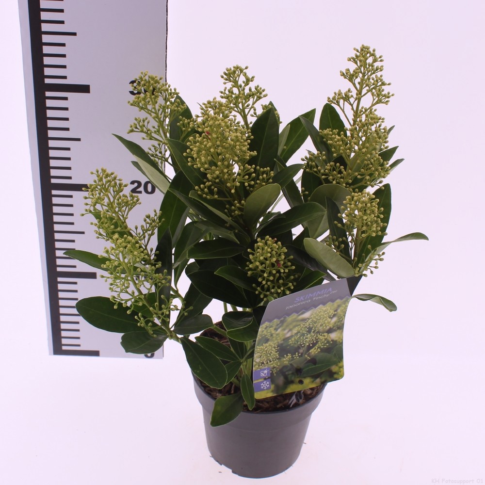 Picture of Skimmia jap. 'Finchy'