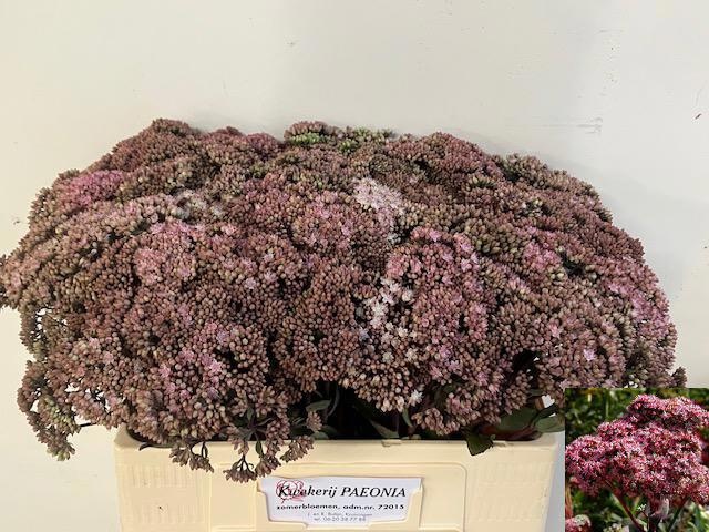 Sedum Matrona