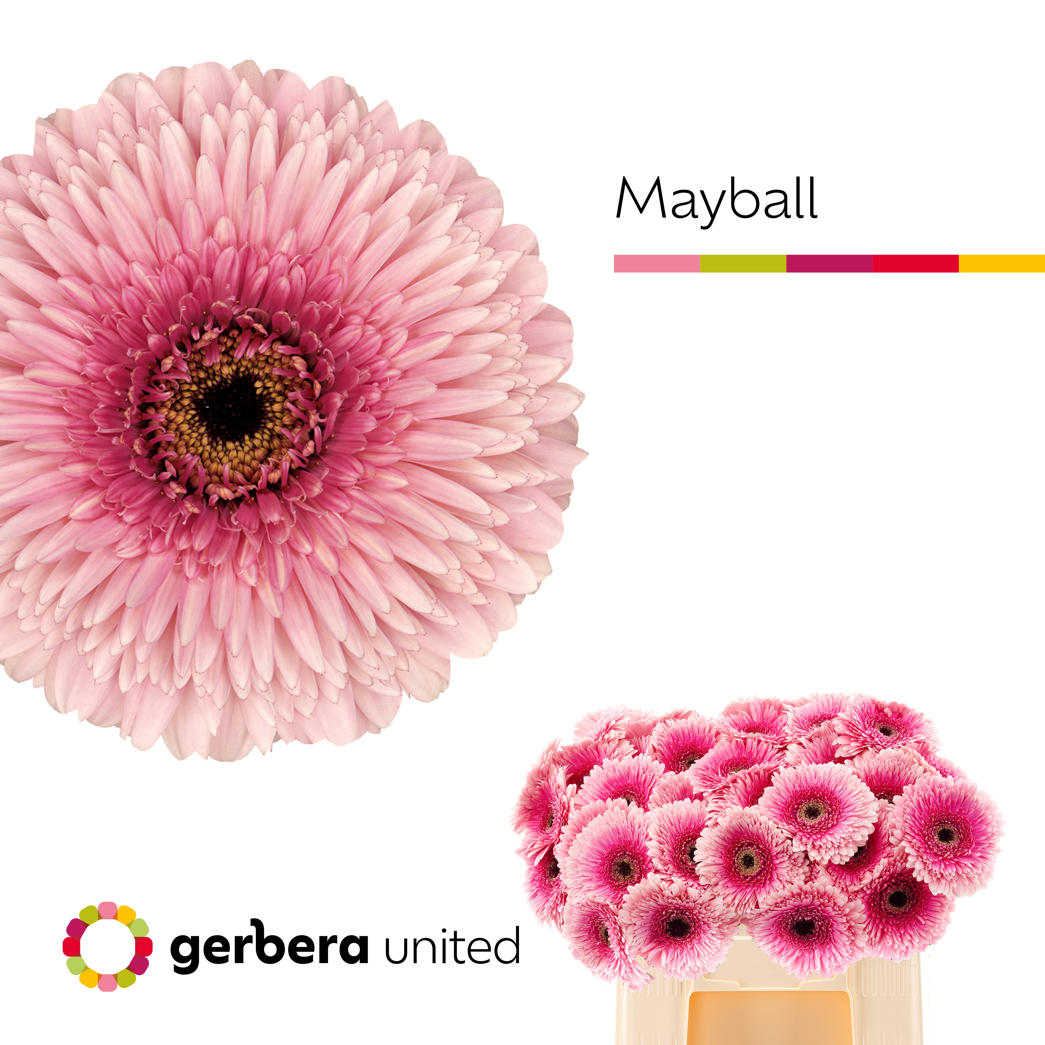 Gerbera Gb Pom Mayball