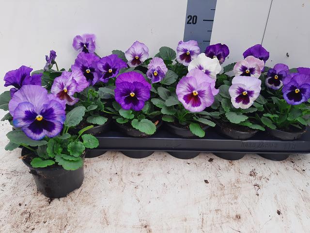 Vio Del Lav Surprise 9Ø 12cm